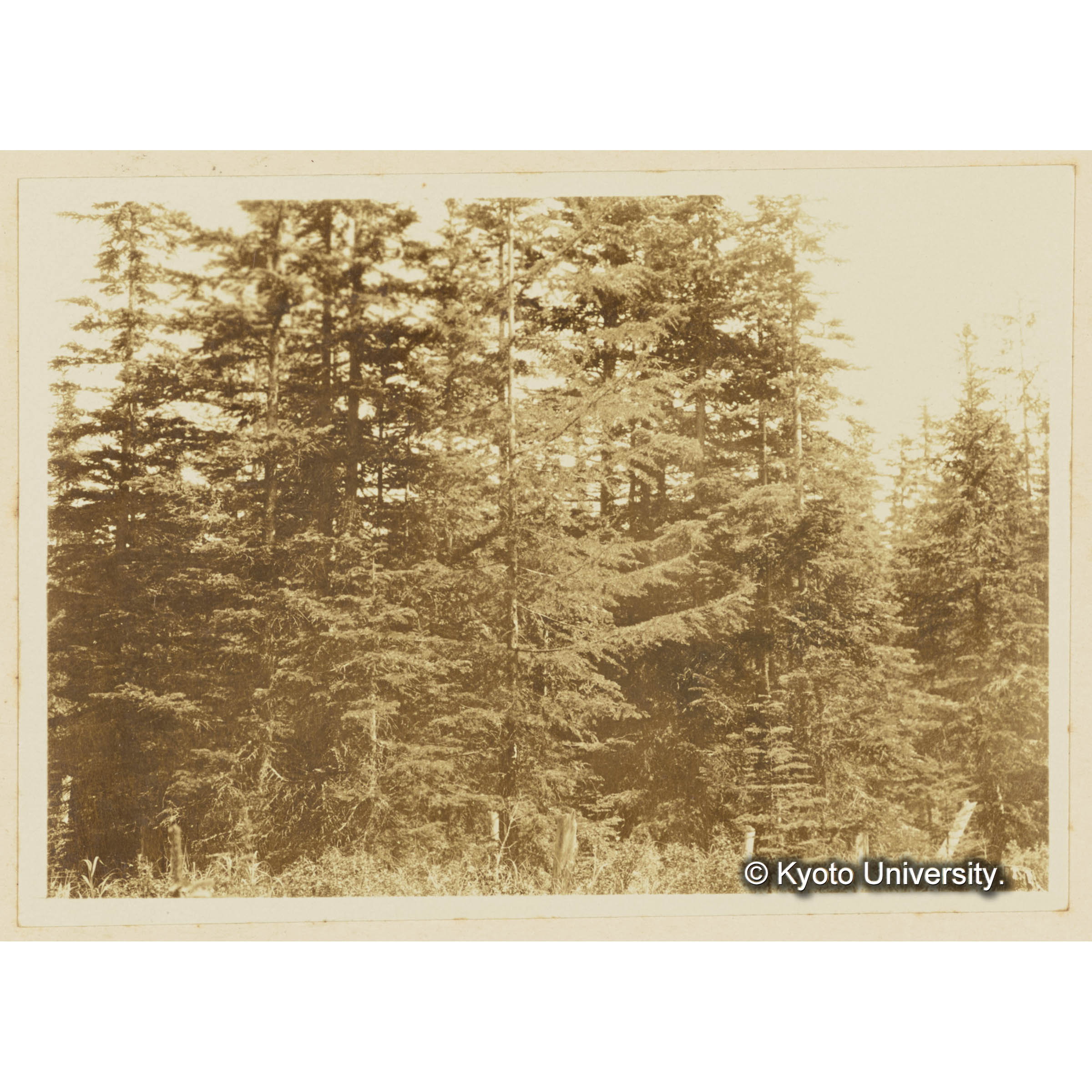 楠山電線路。グイマツ、エゾマツの壮令林 (3)