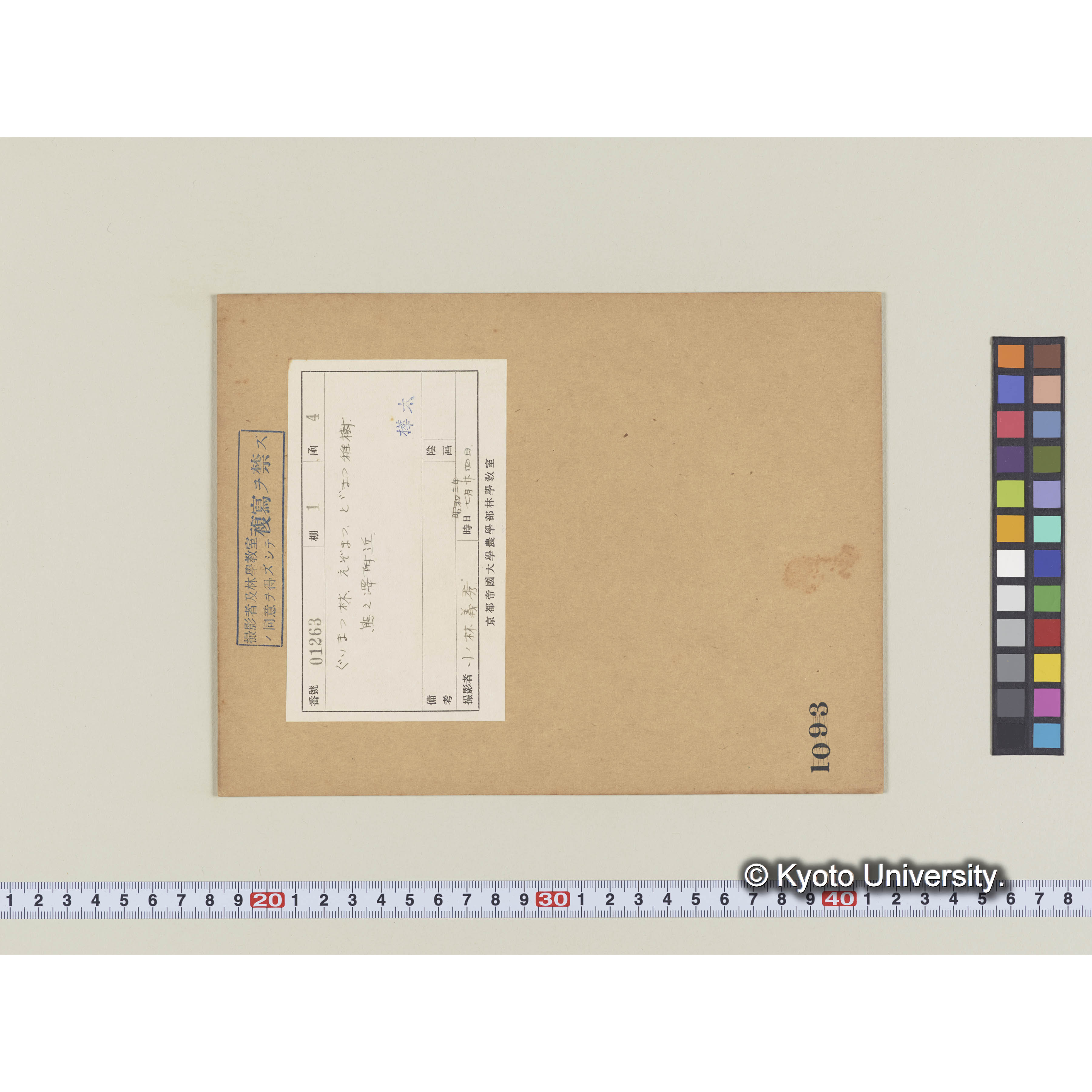 グイマツ林、エゾマツ、トドマツ稚樹。熊之澤附近 (1)