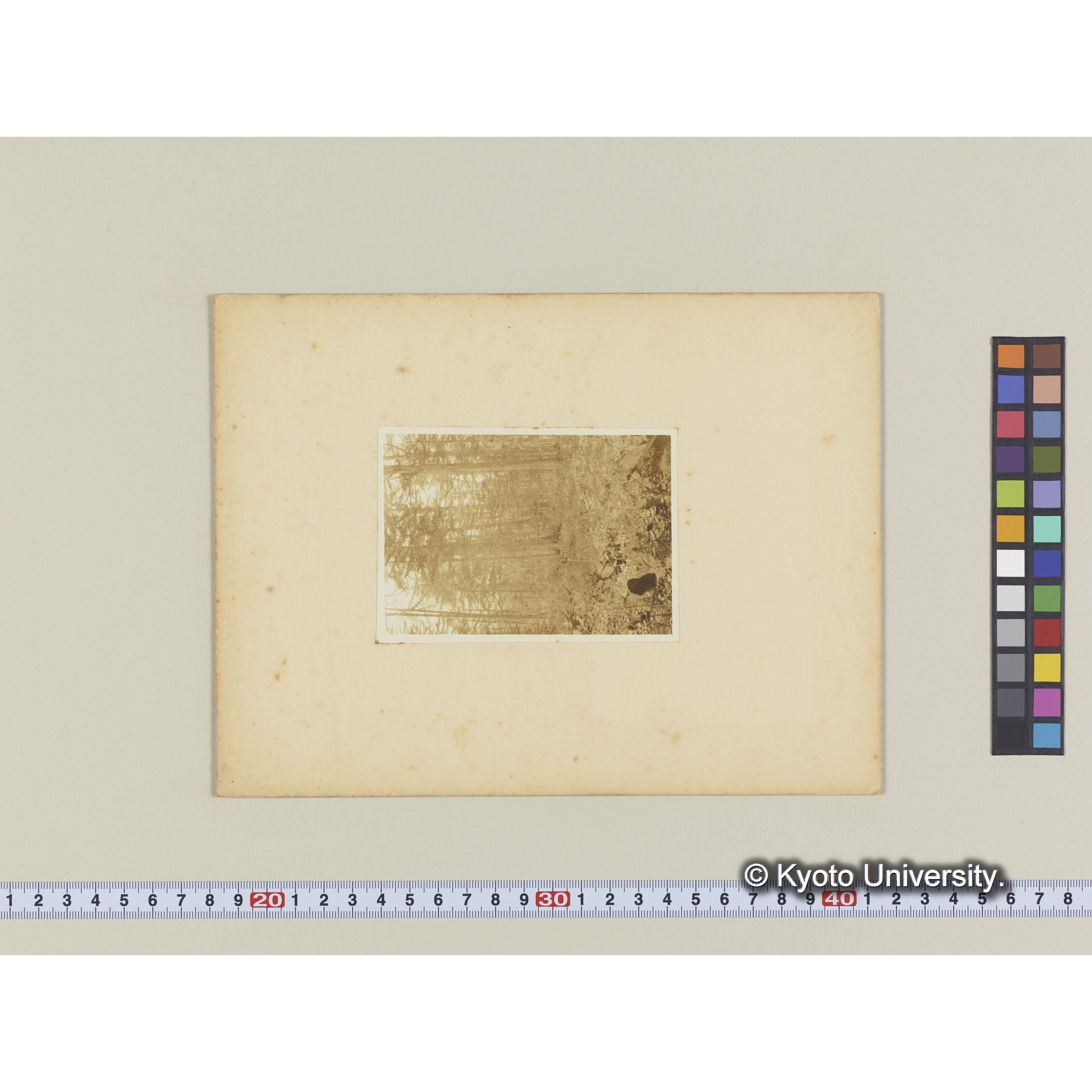 グイマツ林、エゾマツ、トドマツ稚樹。熊之澤附近 (2)