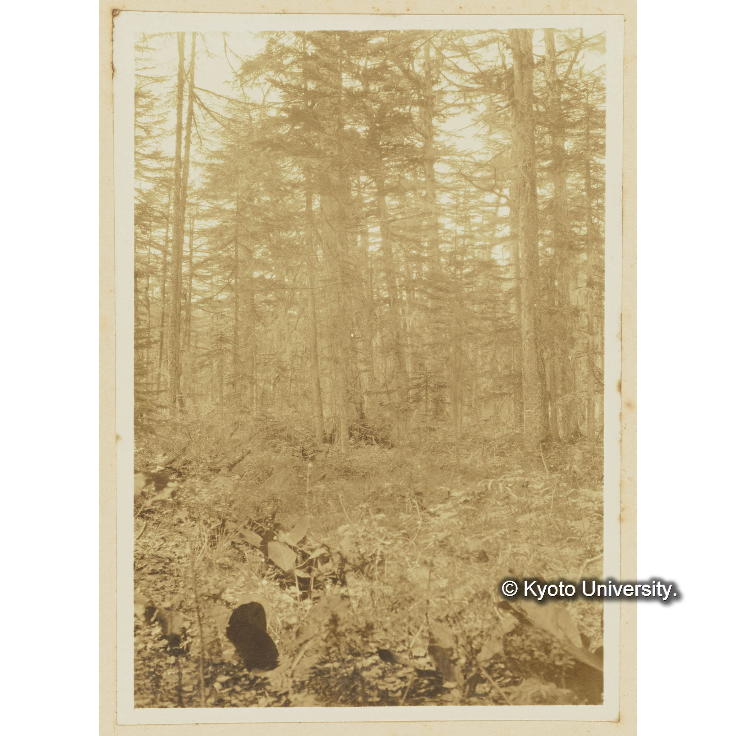 グイマツ林、エゾマツ、トドマツ稚樹。熊之澤附近 (3)