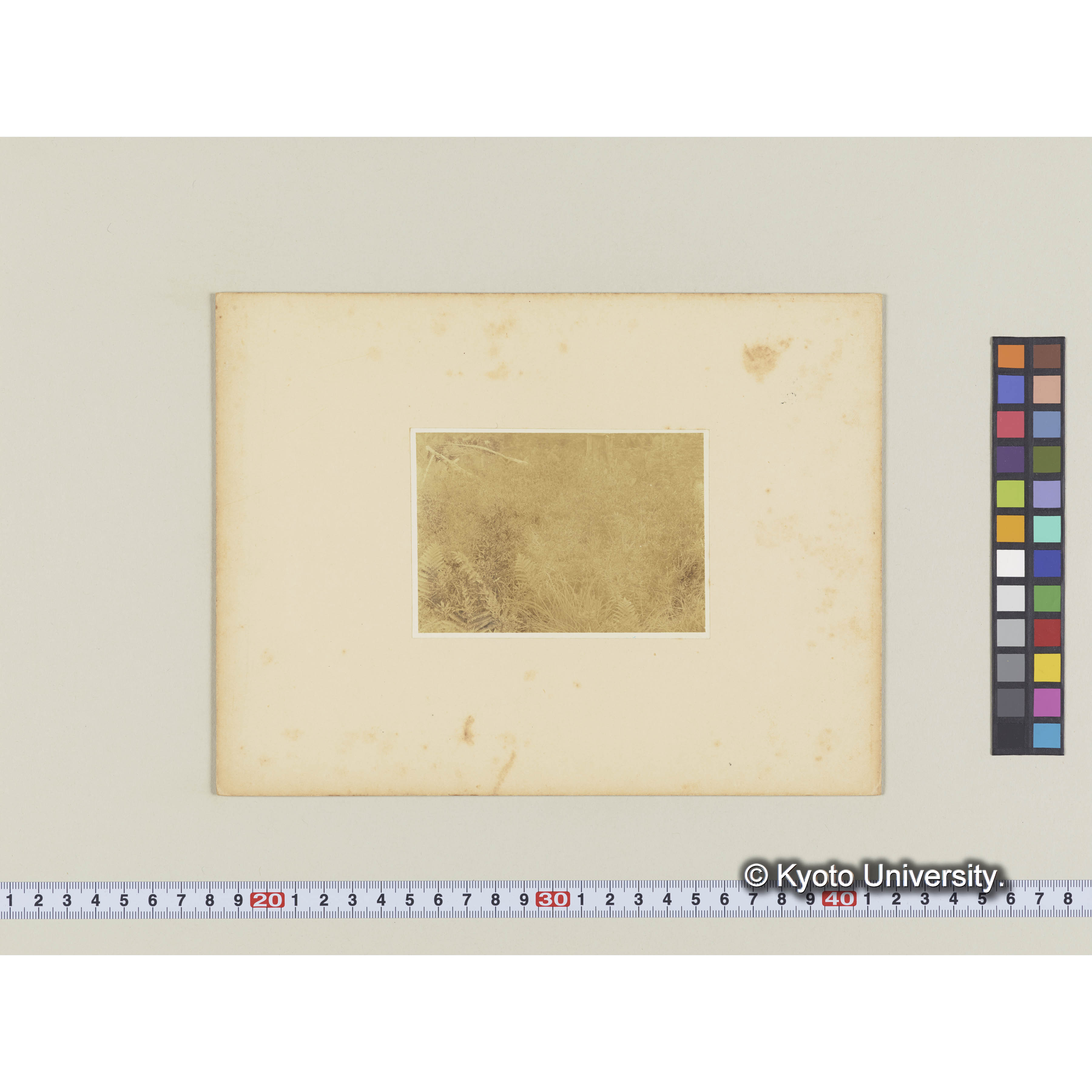 ホソバノイソツツジ。泊岸村近所 (1)