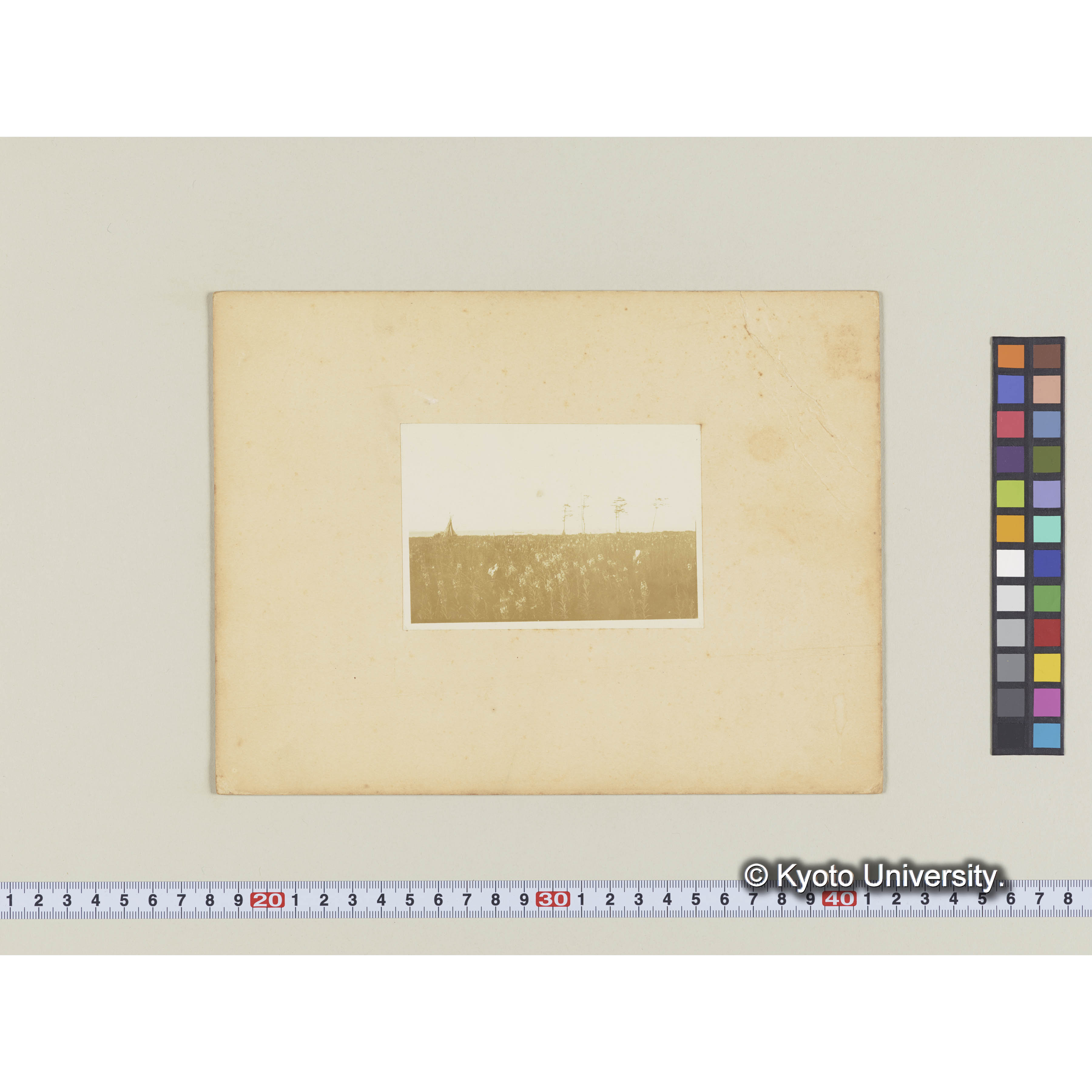 泊岸海岸。グイマツ林の伐跡地。ヤナギランの群落と残存木 (1)