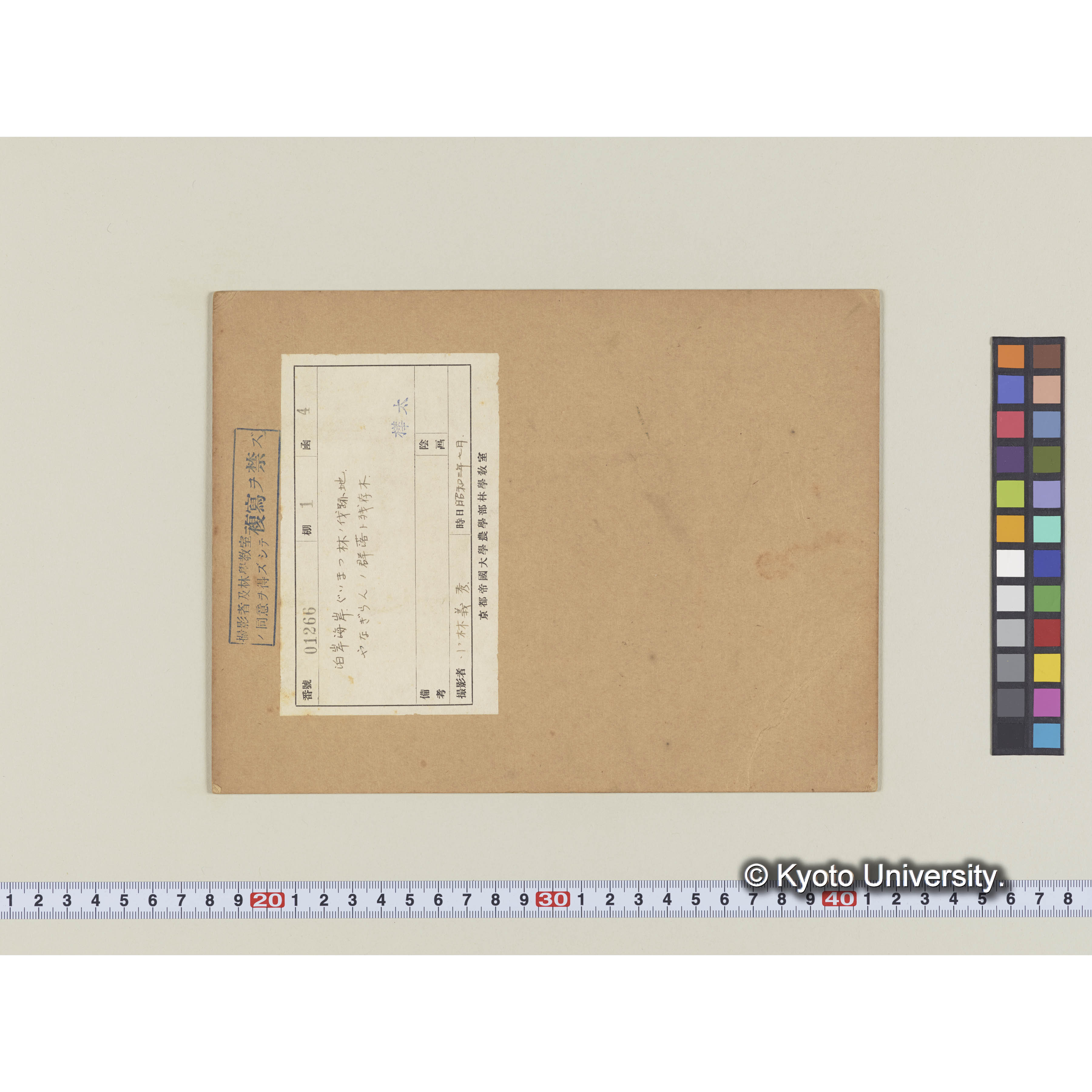 泊岸海岸。グイマツ林の伐跡地。ヤナギランの群落と残存木 (2)