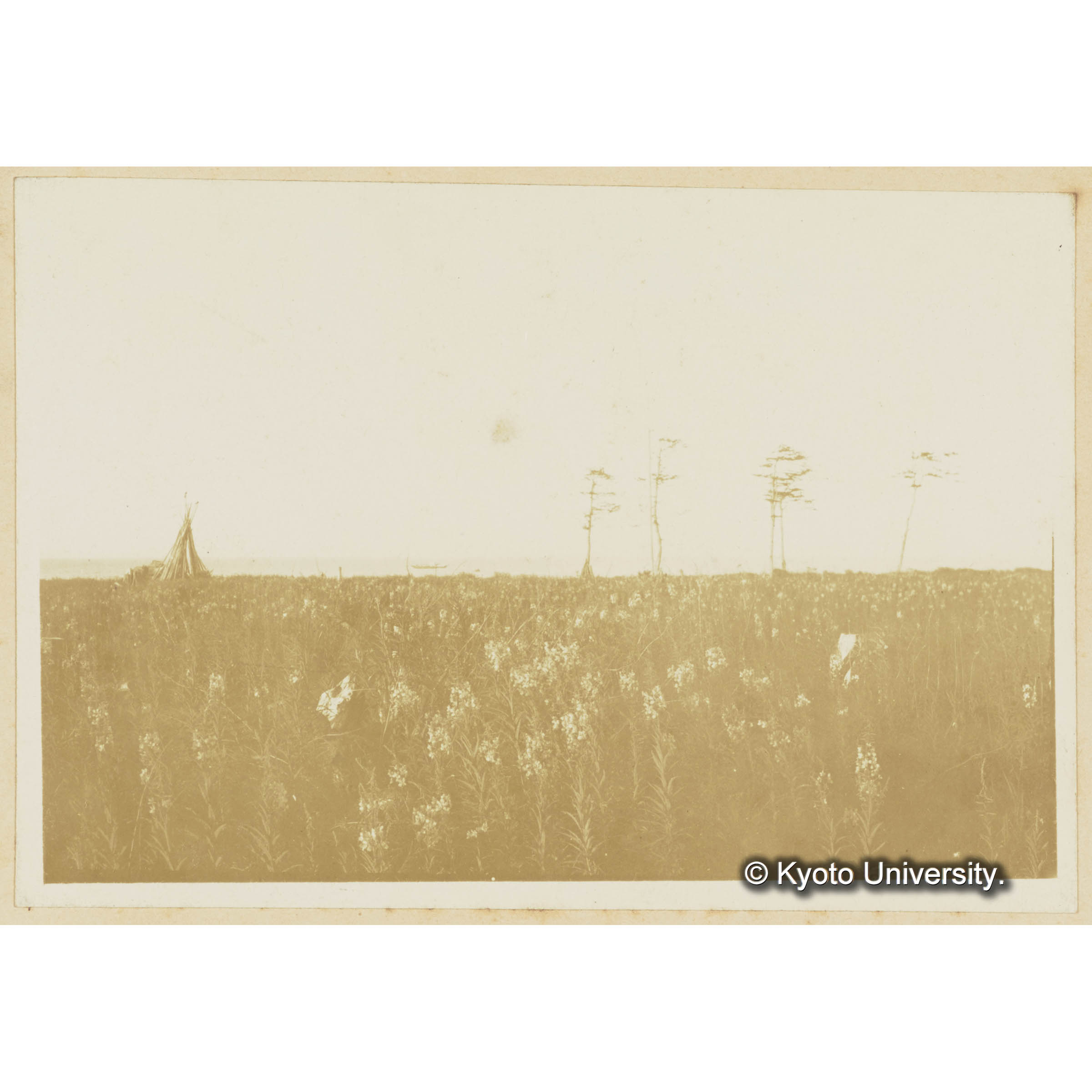 泊岸海岸。グイマツ林の伐跡地。ヤナギランの群落と残存木 (3)