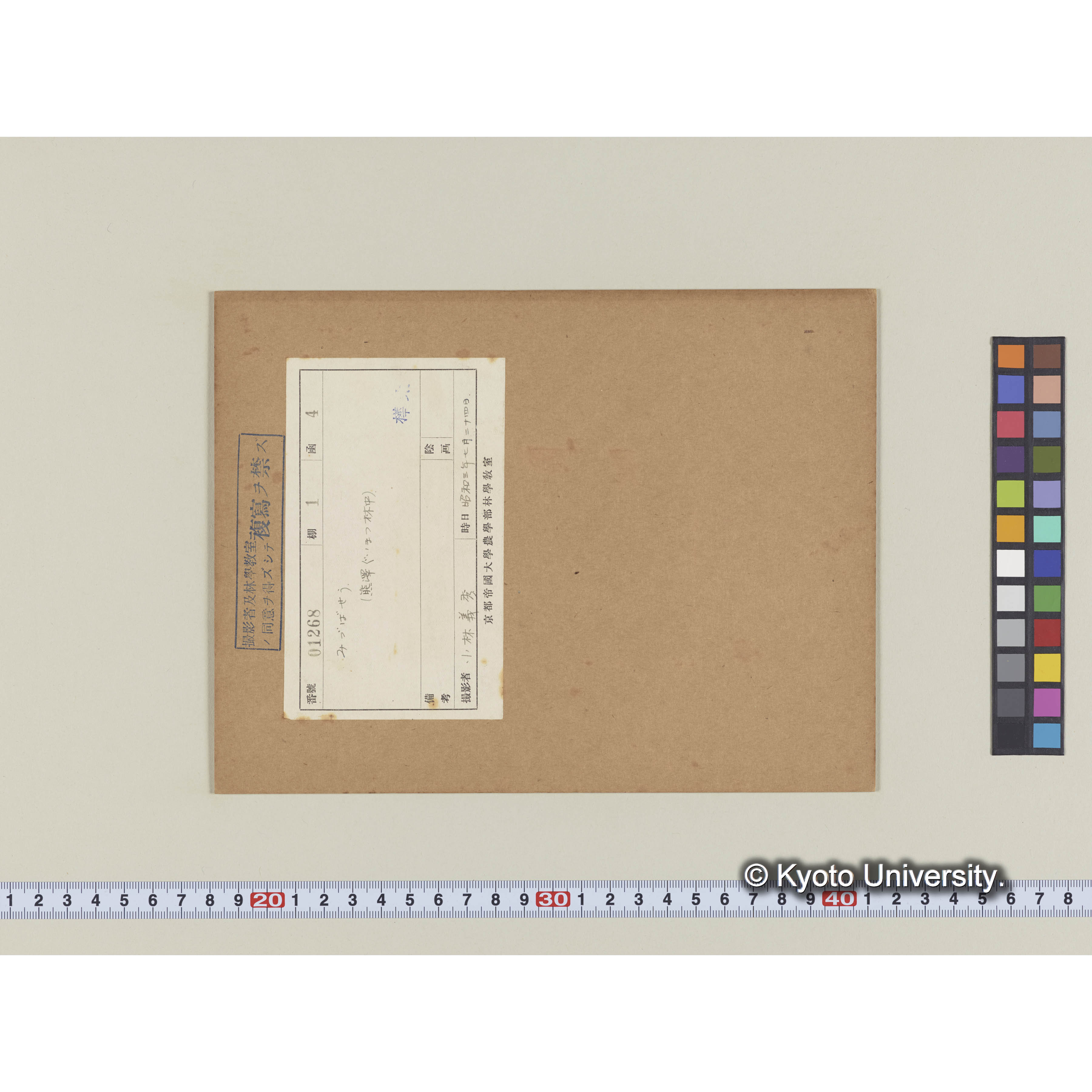 ミツバソウ。（熊澤グイマツ林中） (1)