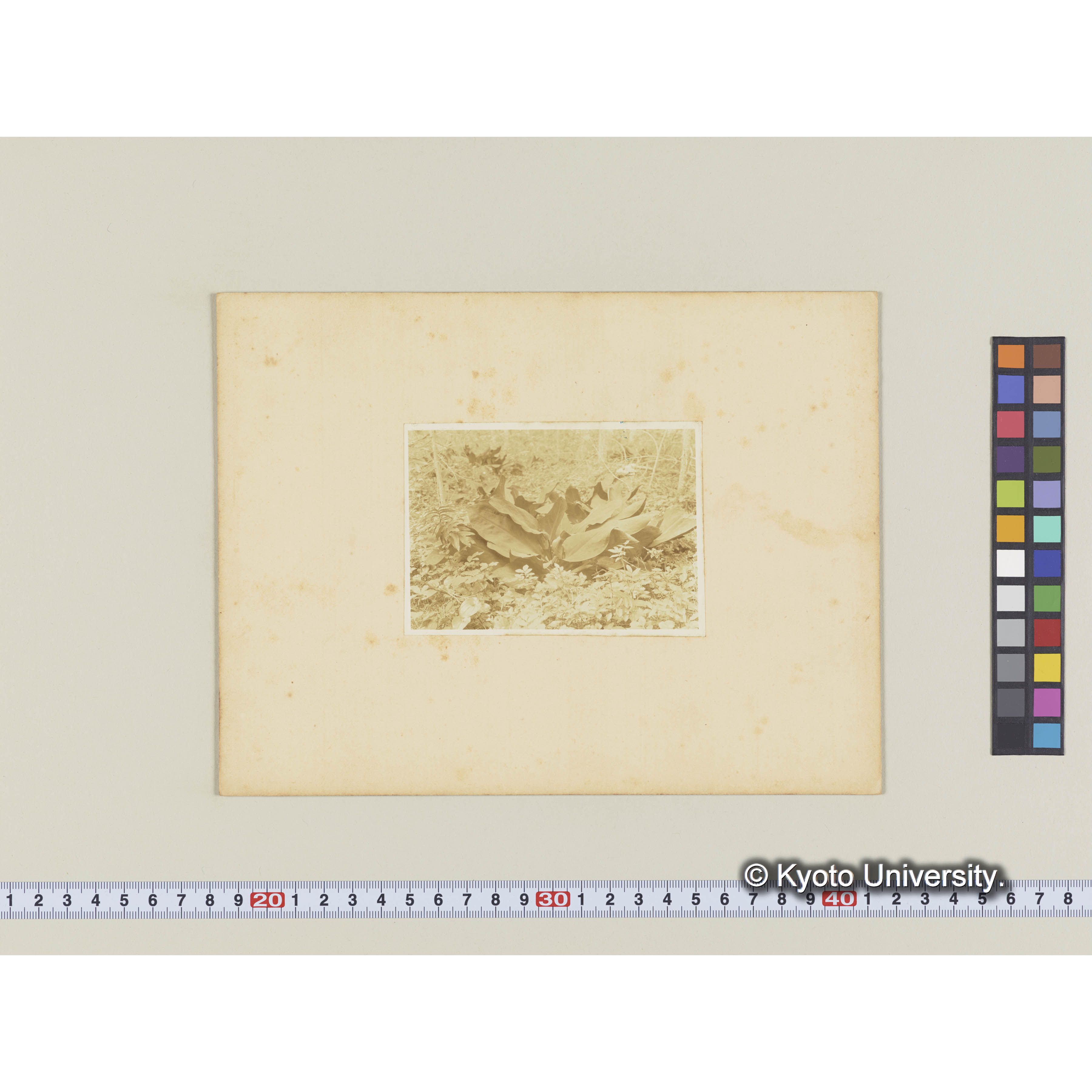 ミツバソウ。（熊澤グイマツ林中） (2)