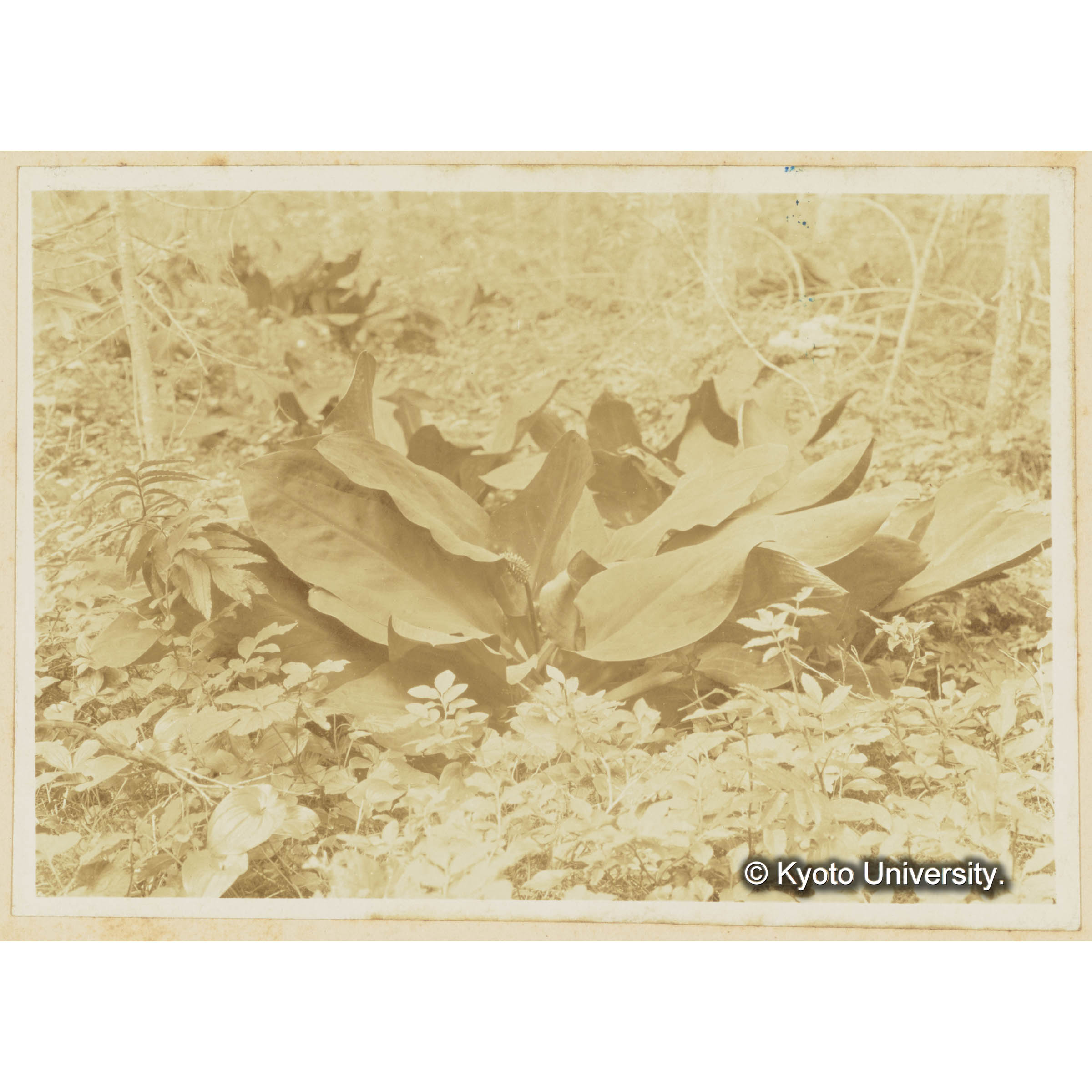 ミツバソウ。（熊澤グイマツ林中） (3)