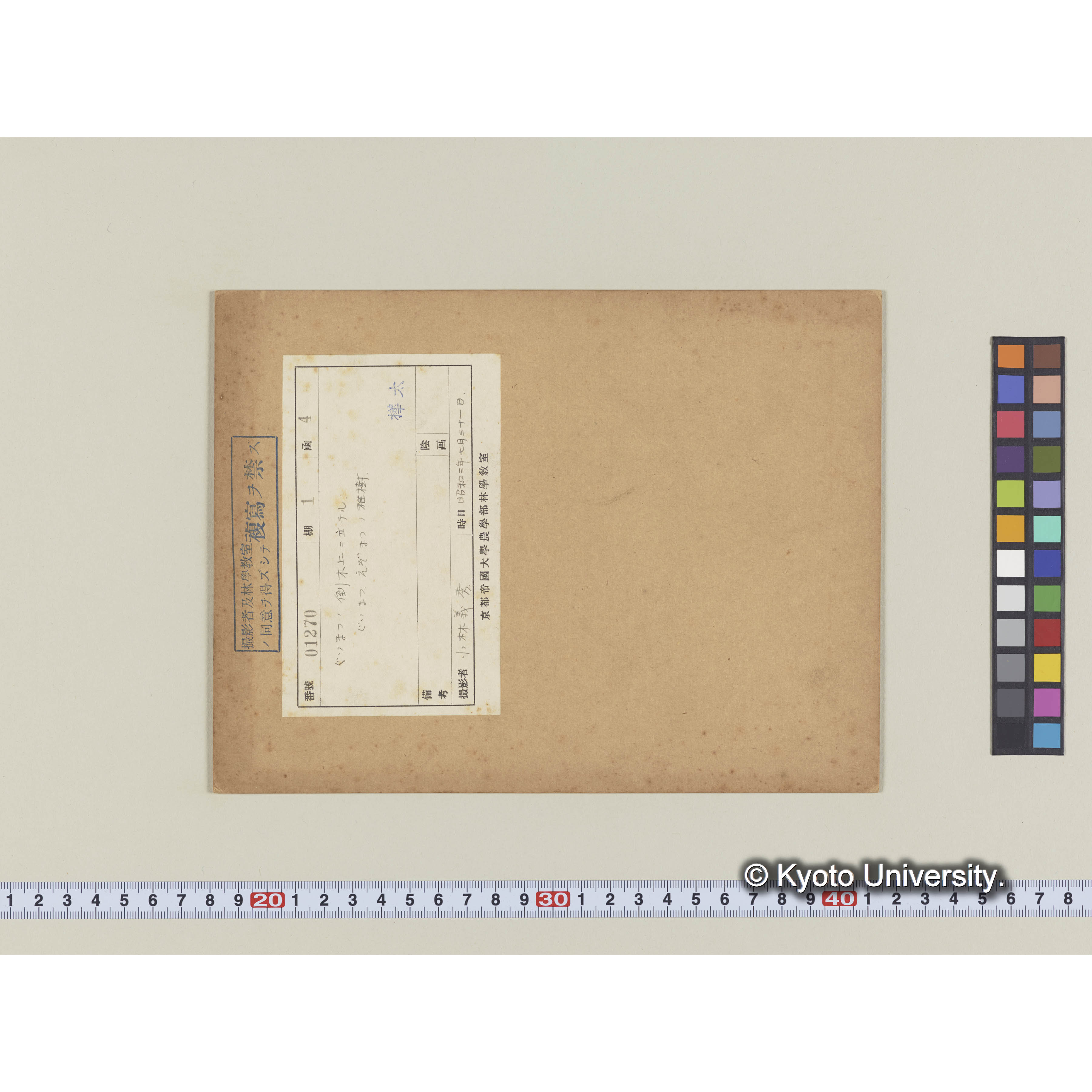 グイマツの倒木上に立つグイマツ、エゾマツの稚樹 (1)