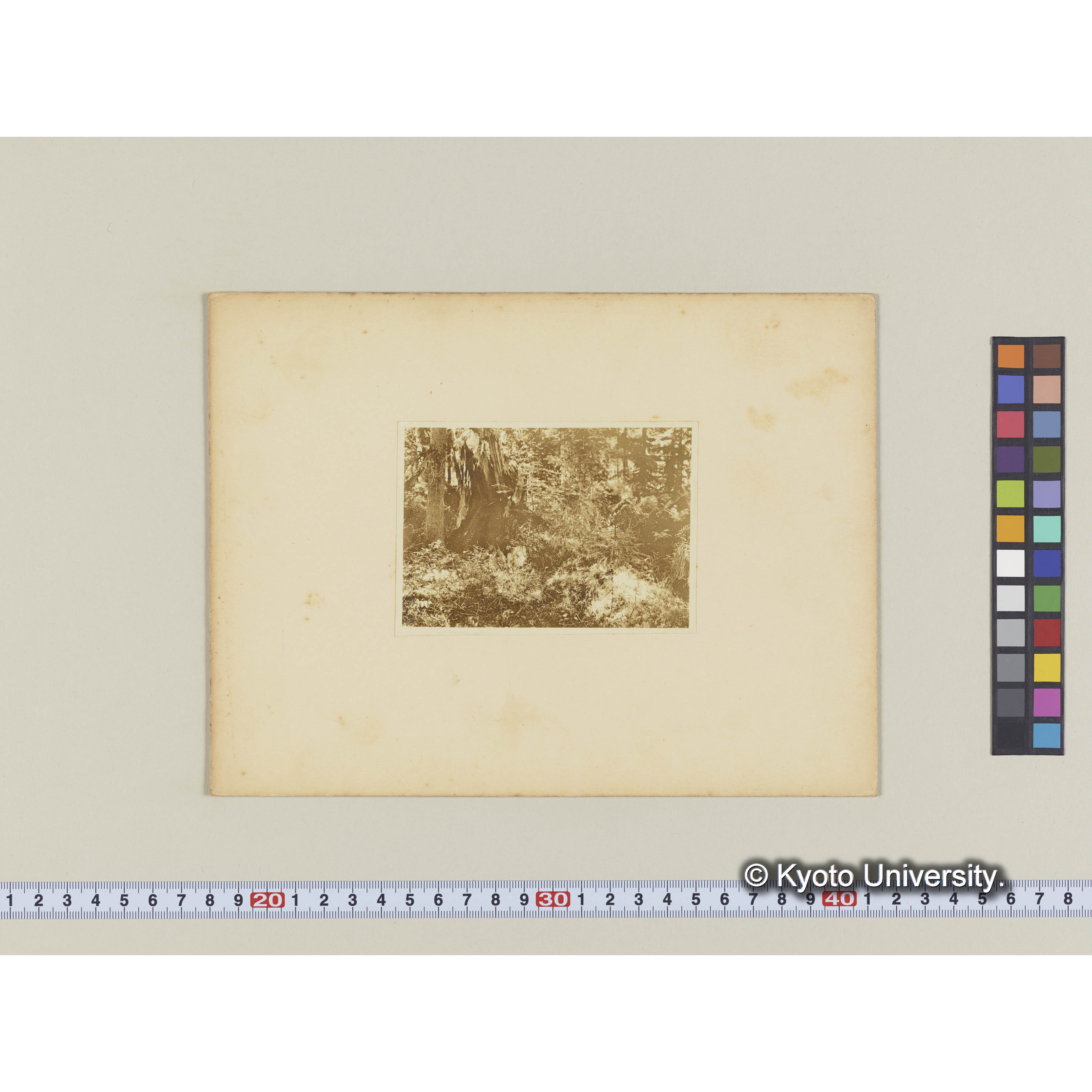 グイマツの倒木上に立つグイマツ、エゾマツの稚樹 (2)