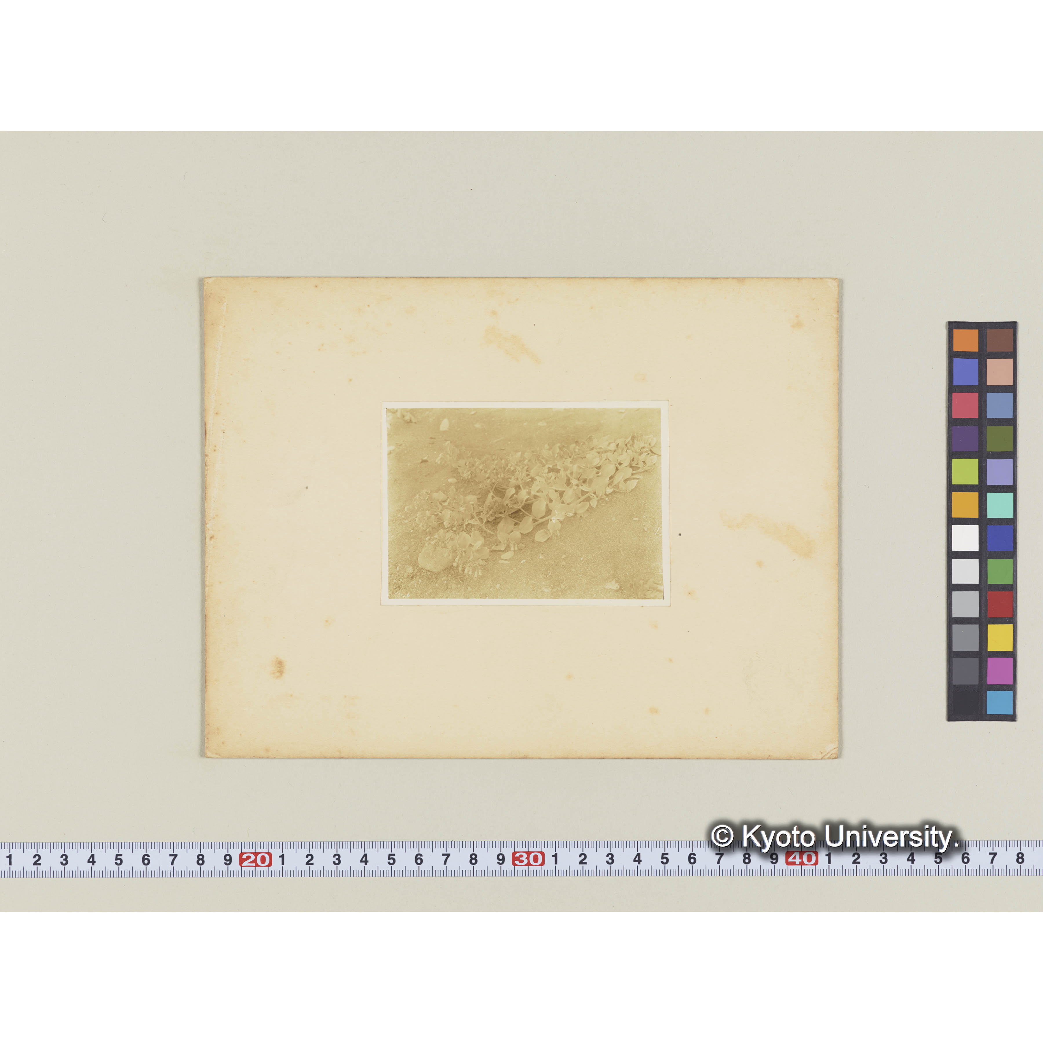 ハマベンケイ。泊岸海岸 (1)