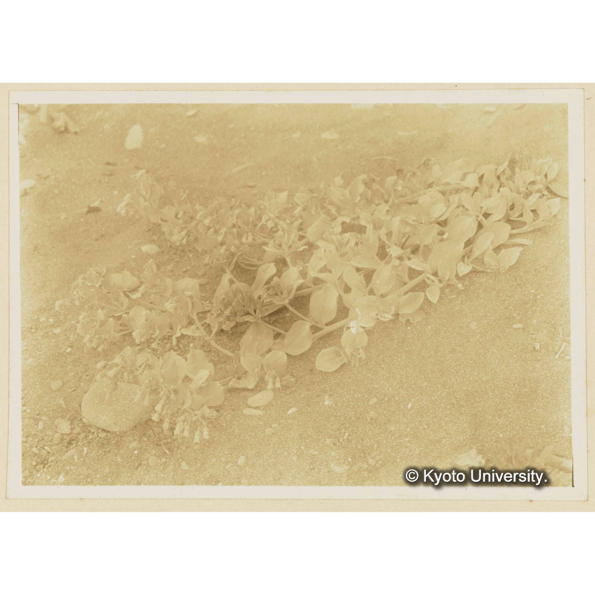 ハマベンケイ。泊岸海岸 (3)