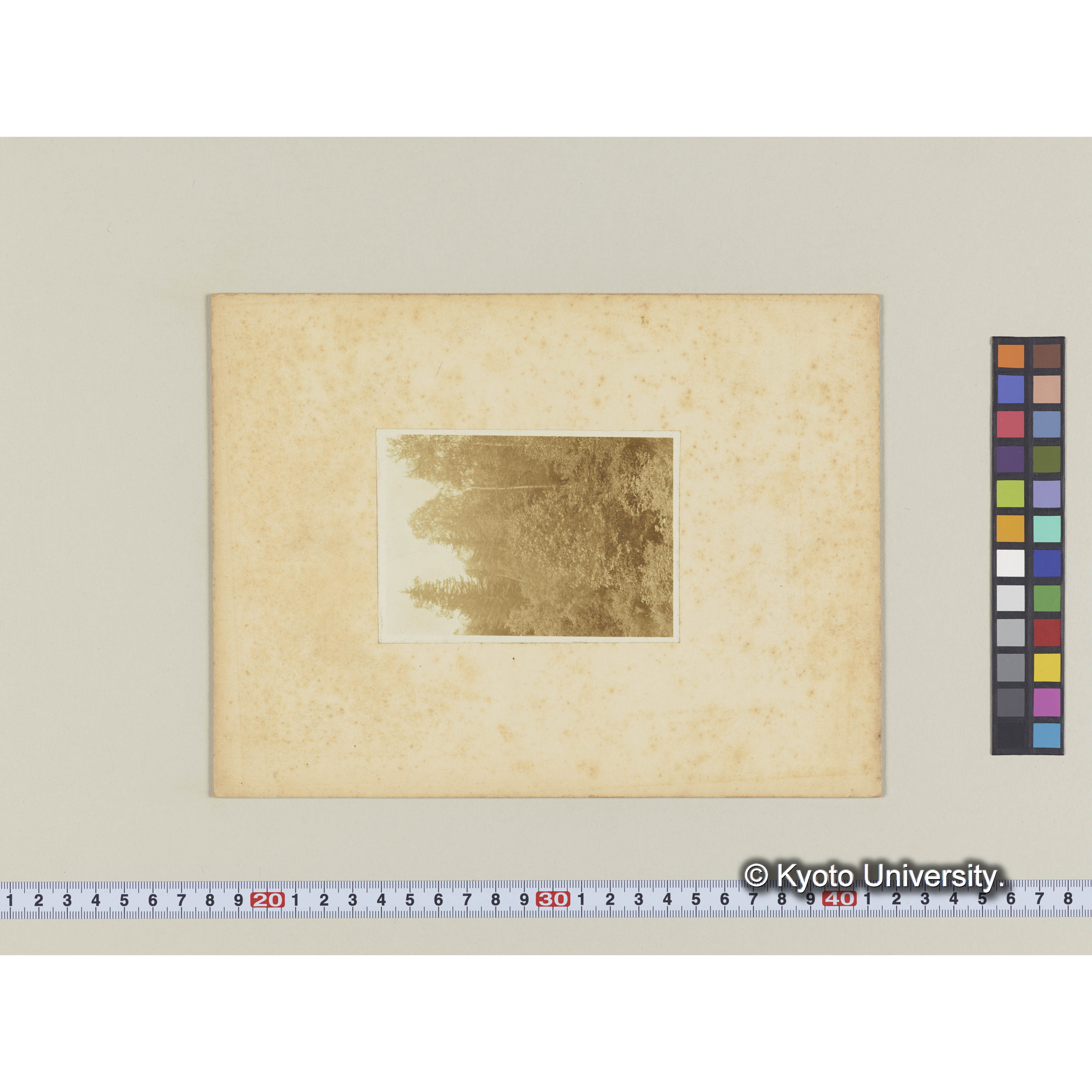 古丹岸川沿岸。六軒家。沖積地のヤナギ林にエゾマツの侵入 (1)