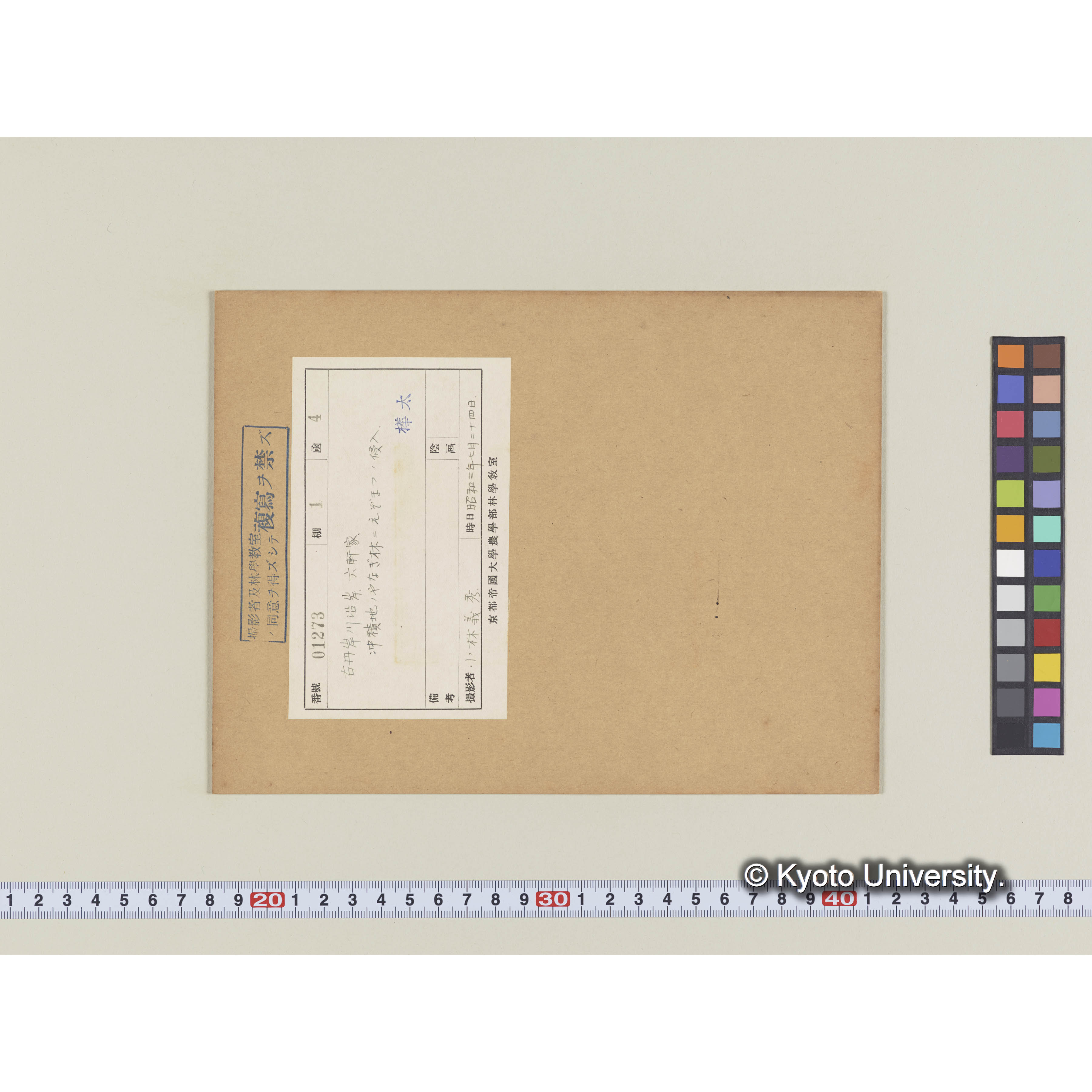 古丹岸川沿岸。六軒家。沖積地のヤナギ林にエゾマツの侵入 (2)