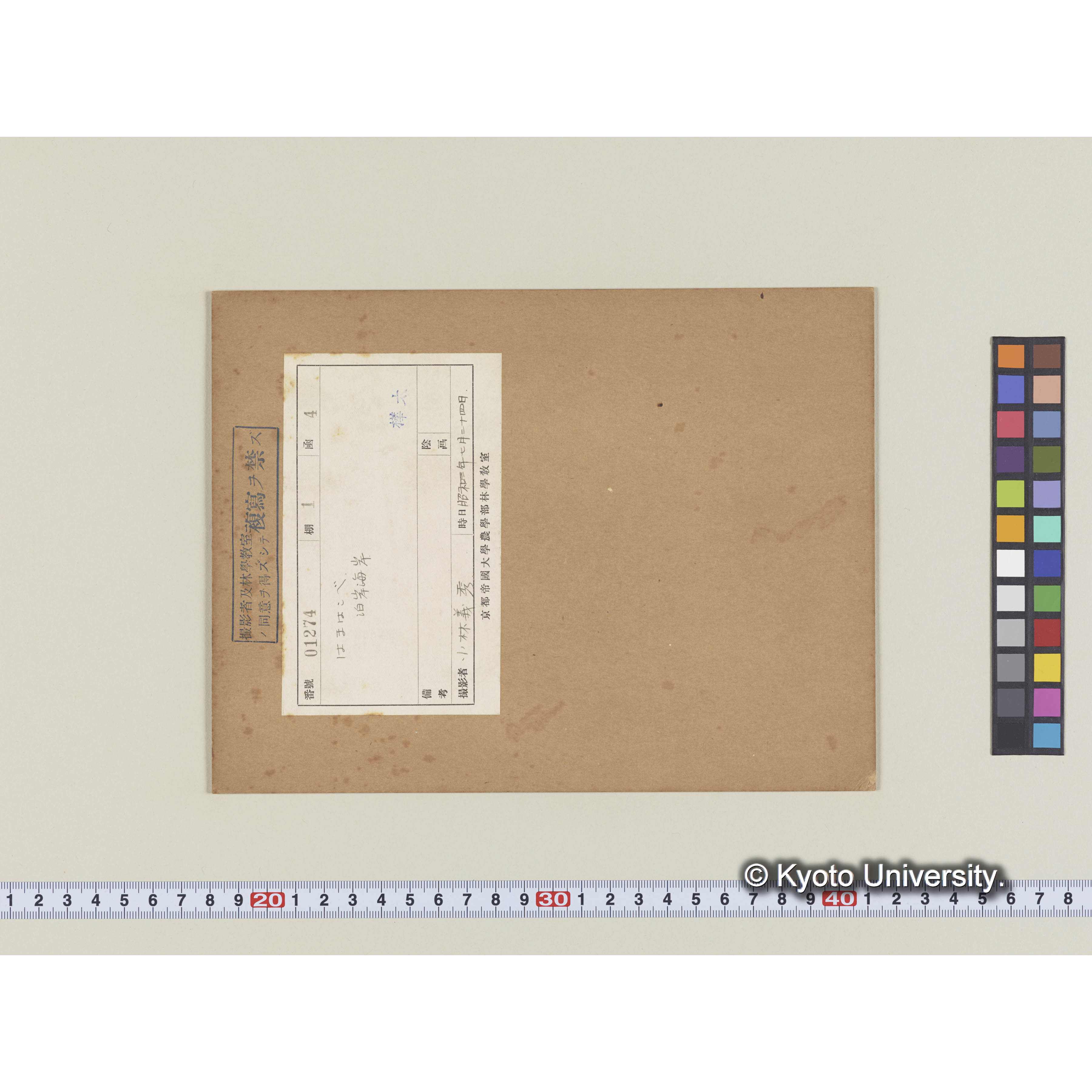 ハマハコベ。泊岸海岸 (1)