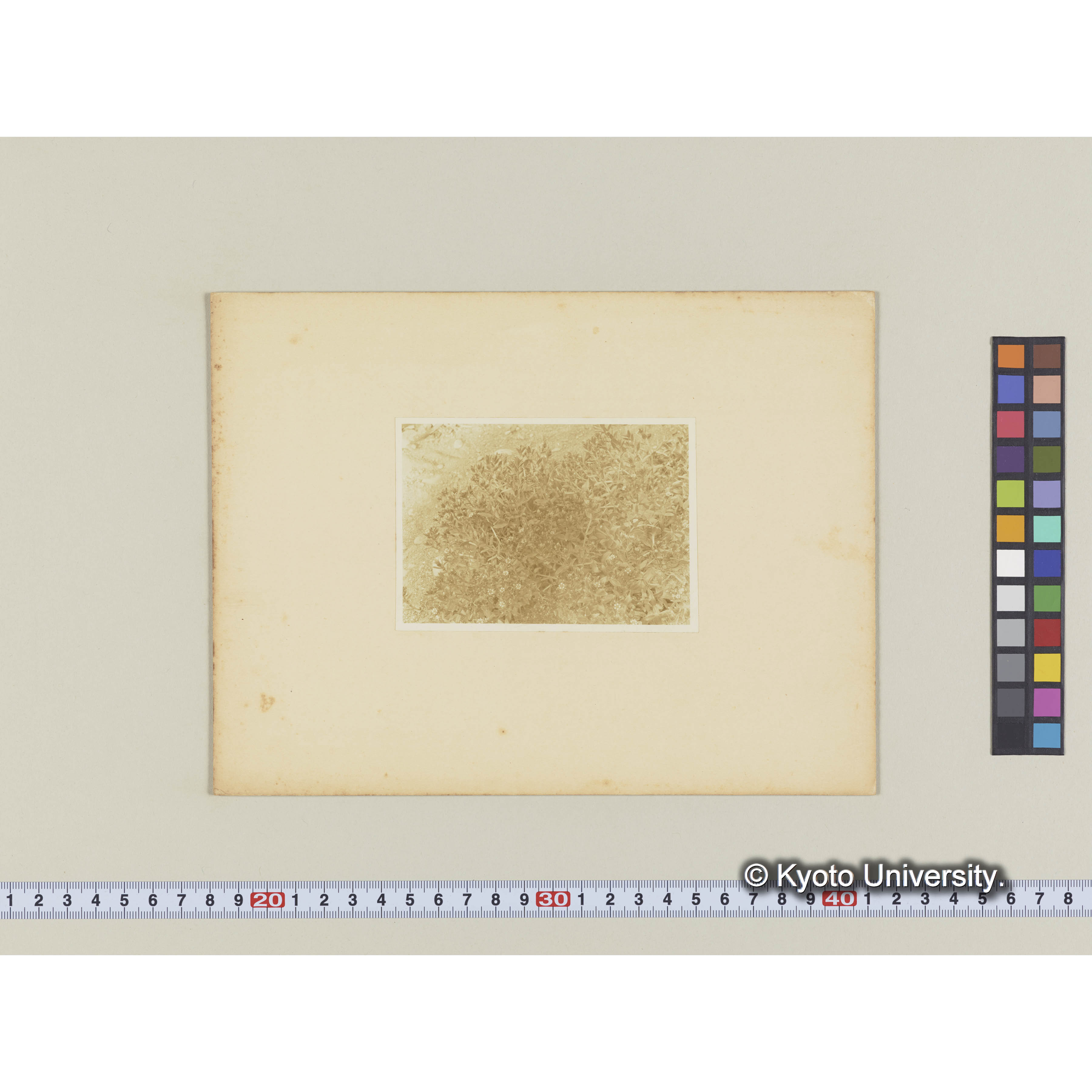 ハマハコベ。泊岸海岸 (2)