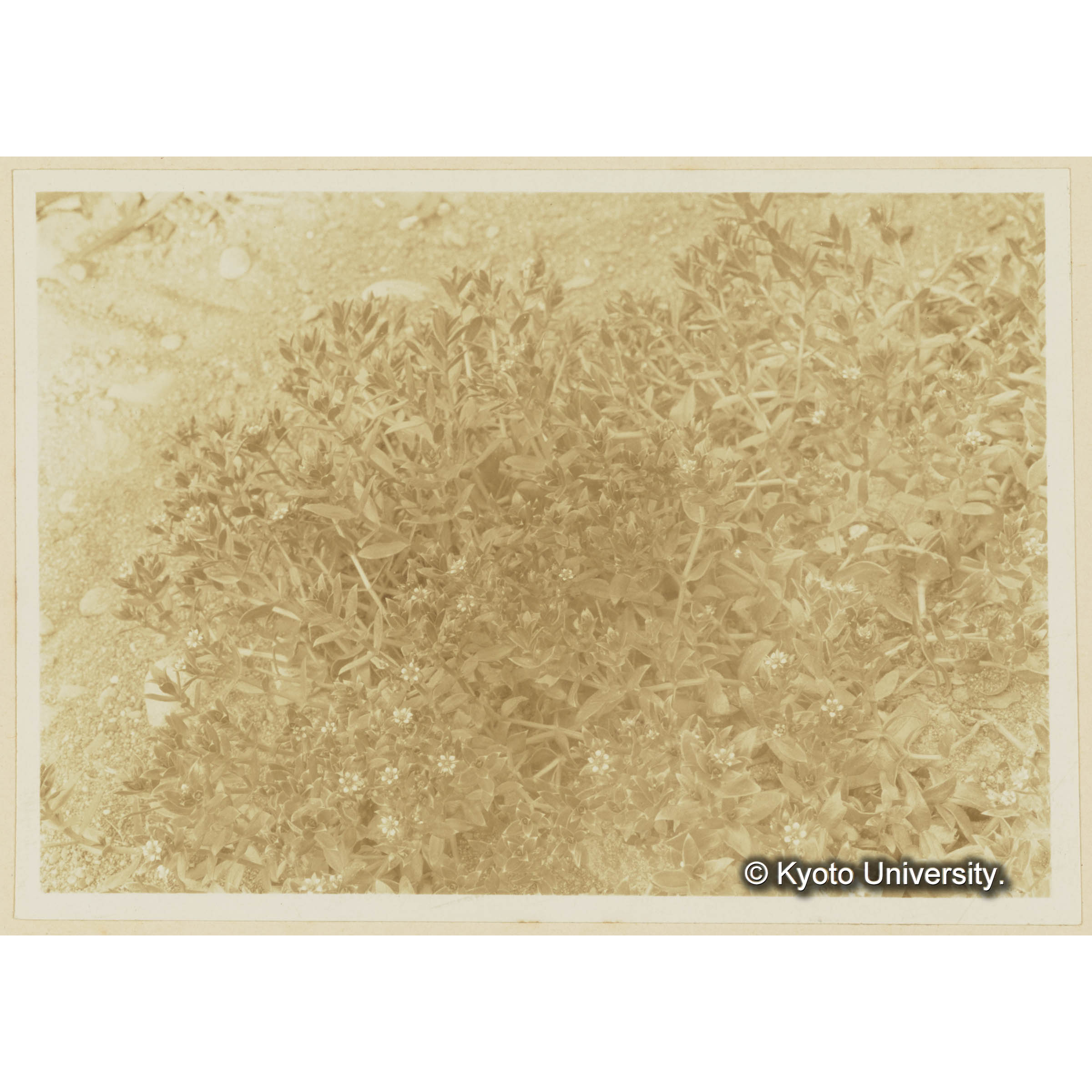 ハマハコベ。泊岸海岸 (3)