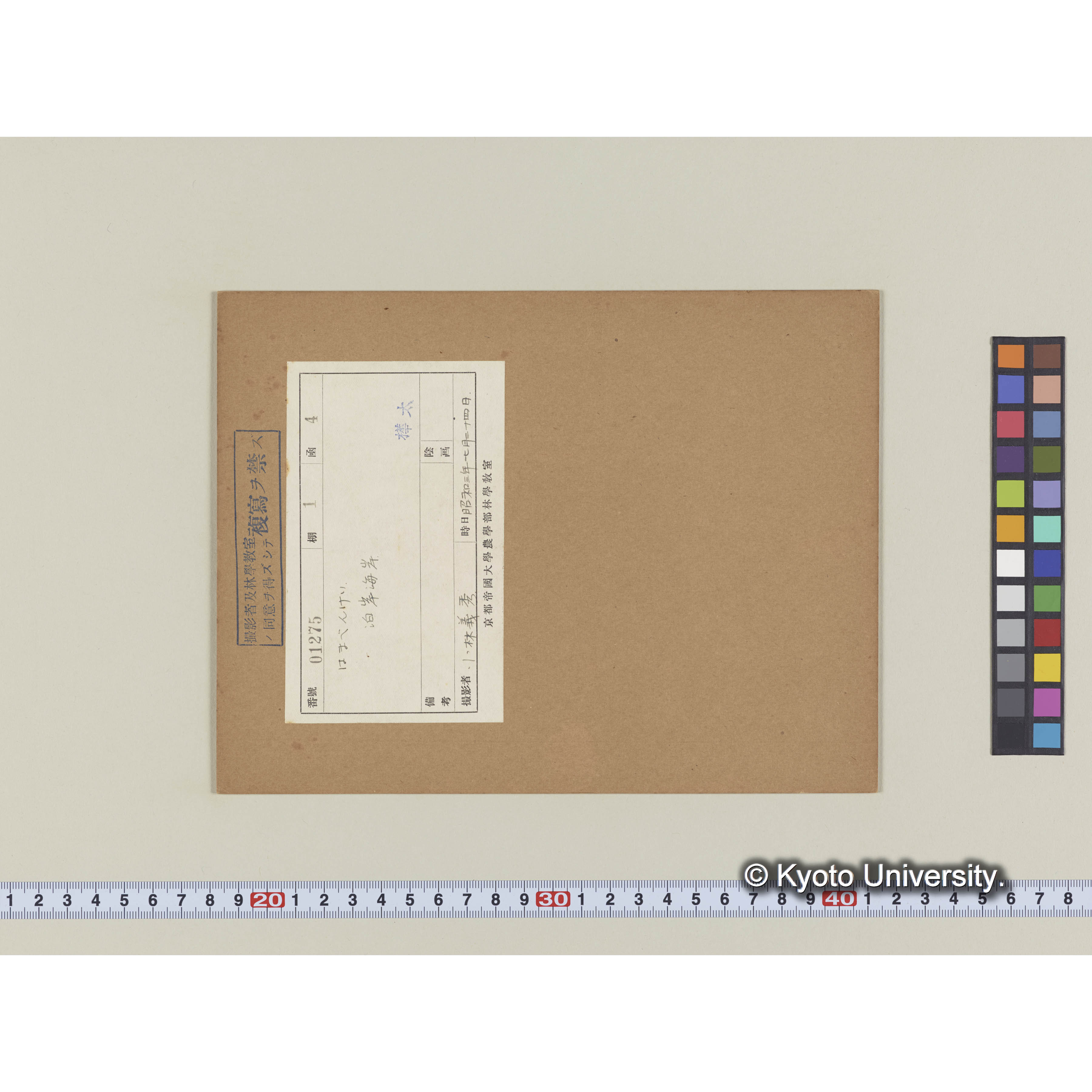 ハマベンケイ。泊岸海岸 (1)