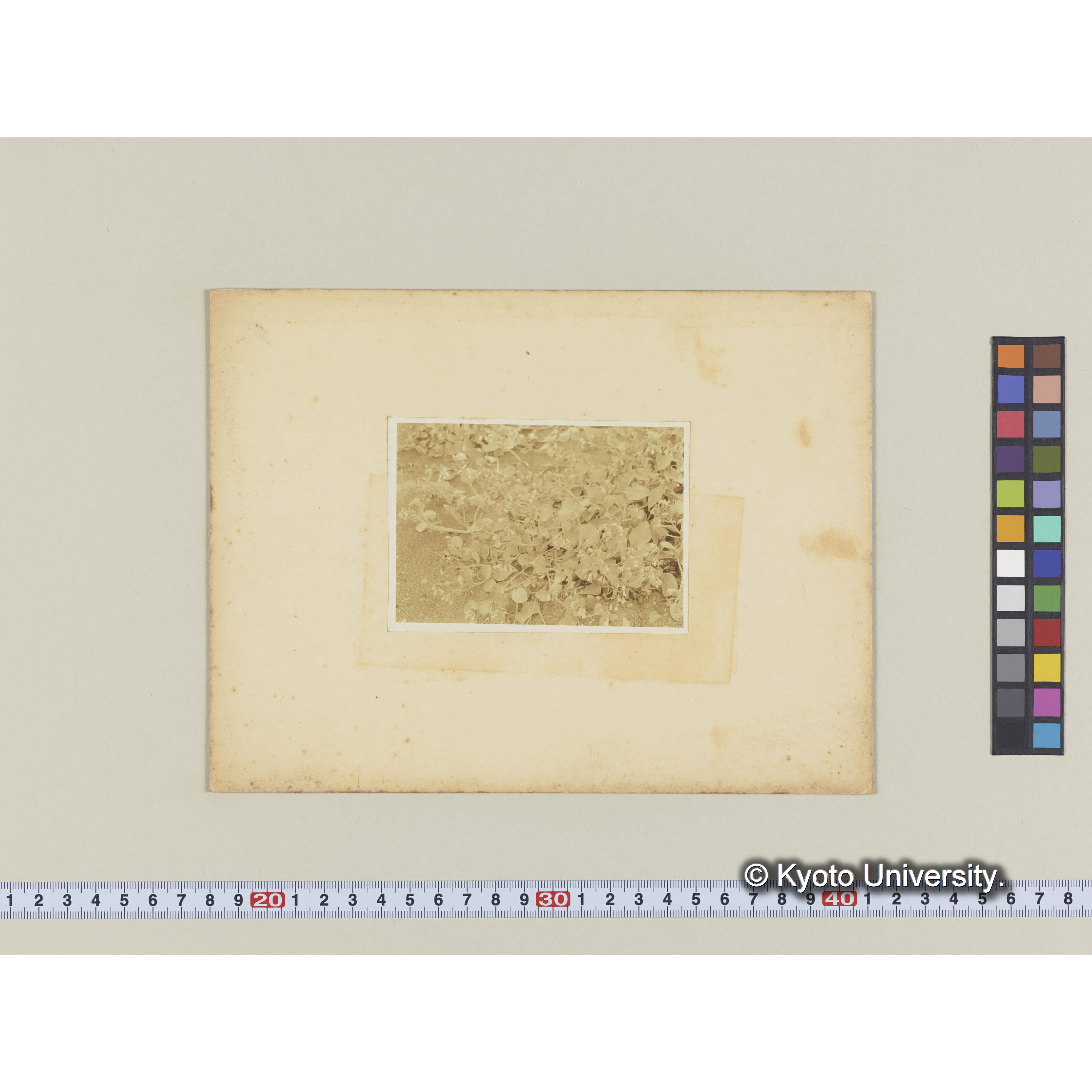 ハマベンケイ。泊岸海岸 (2)