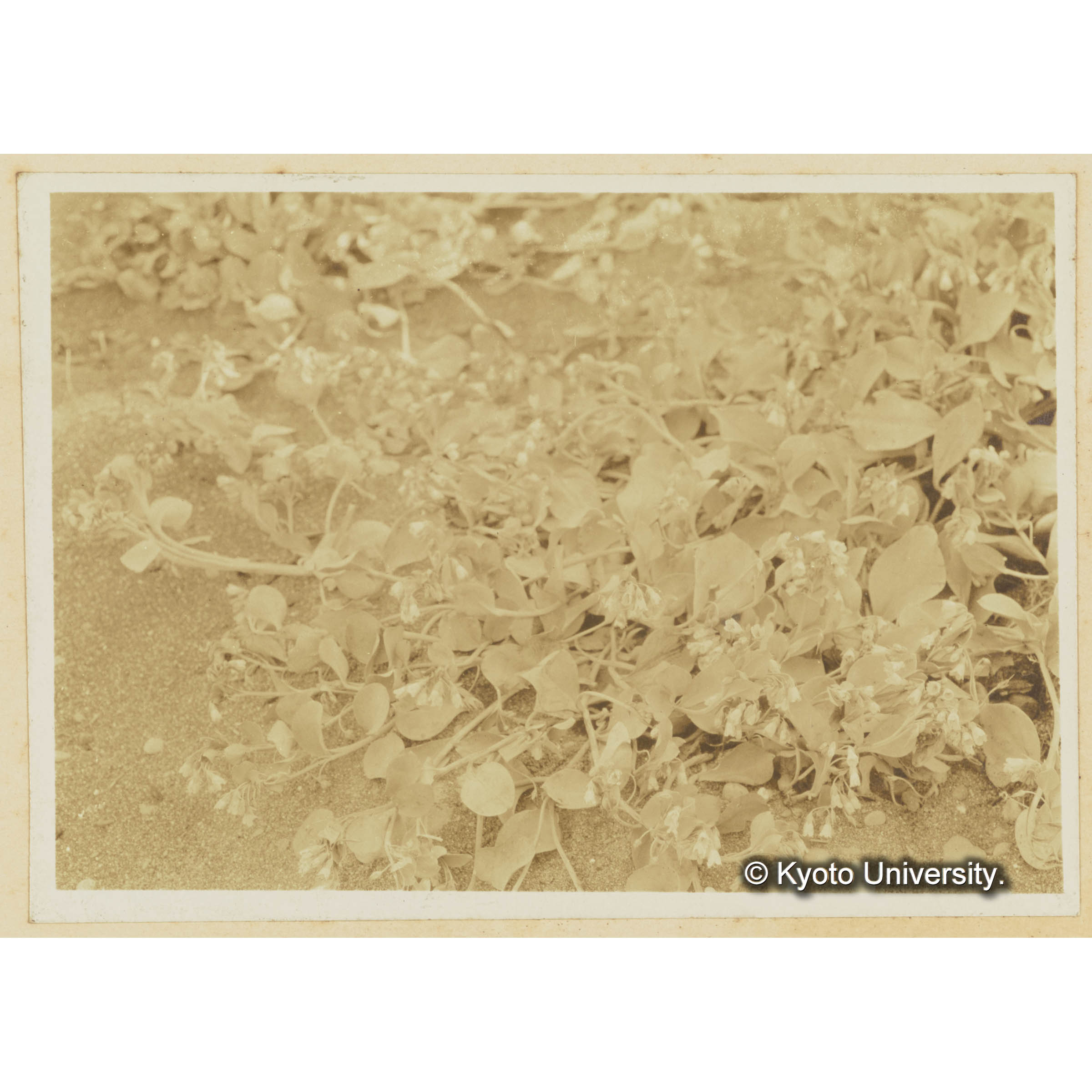 ハマベンケイ。泊岸海岸 (3)