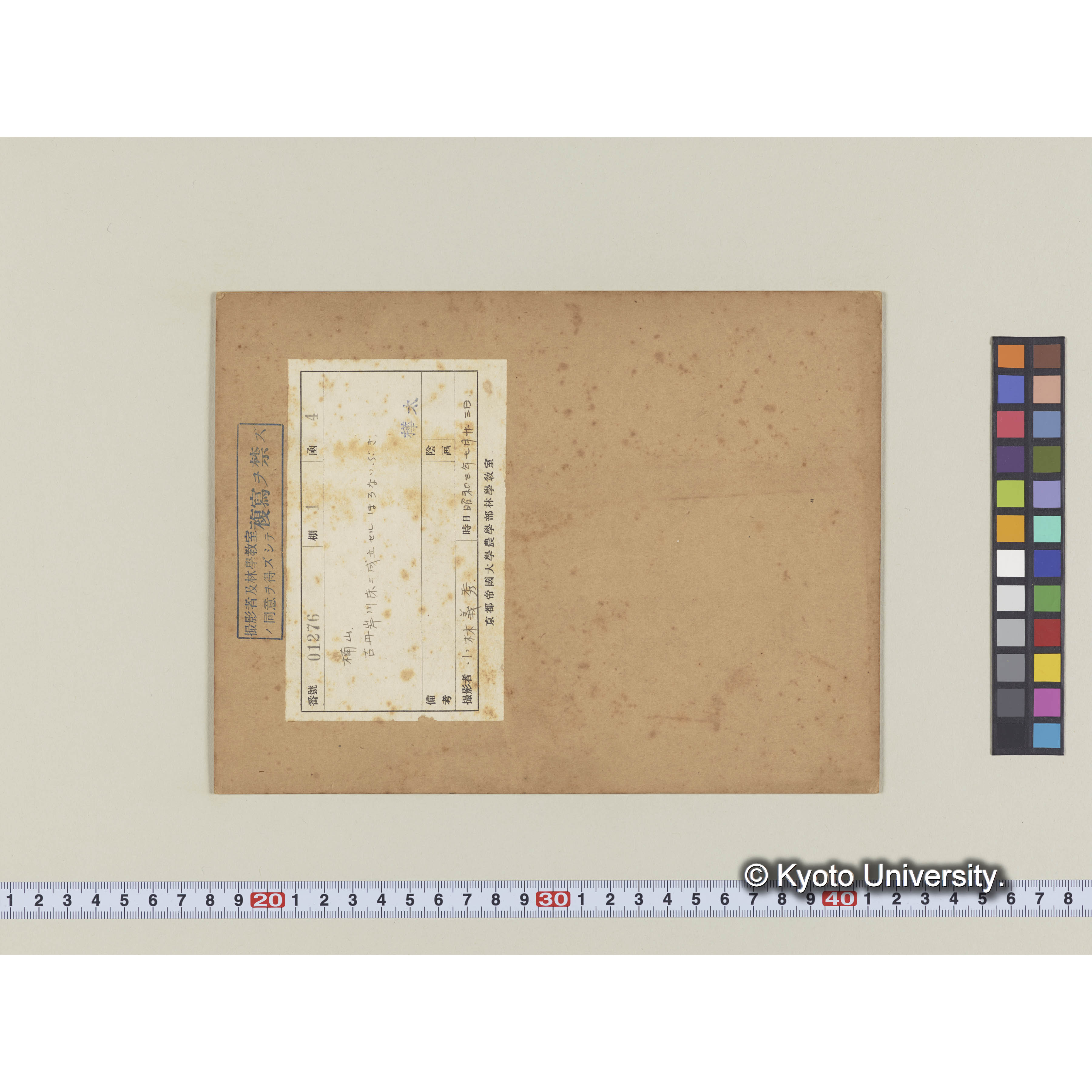 楠山。古丹岸川床に成立するホロナイブキ (1)