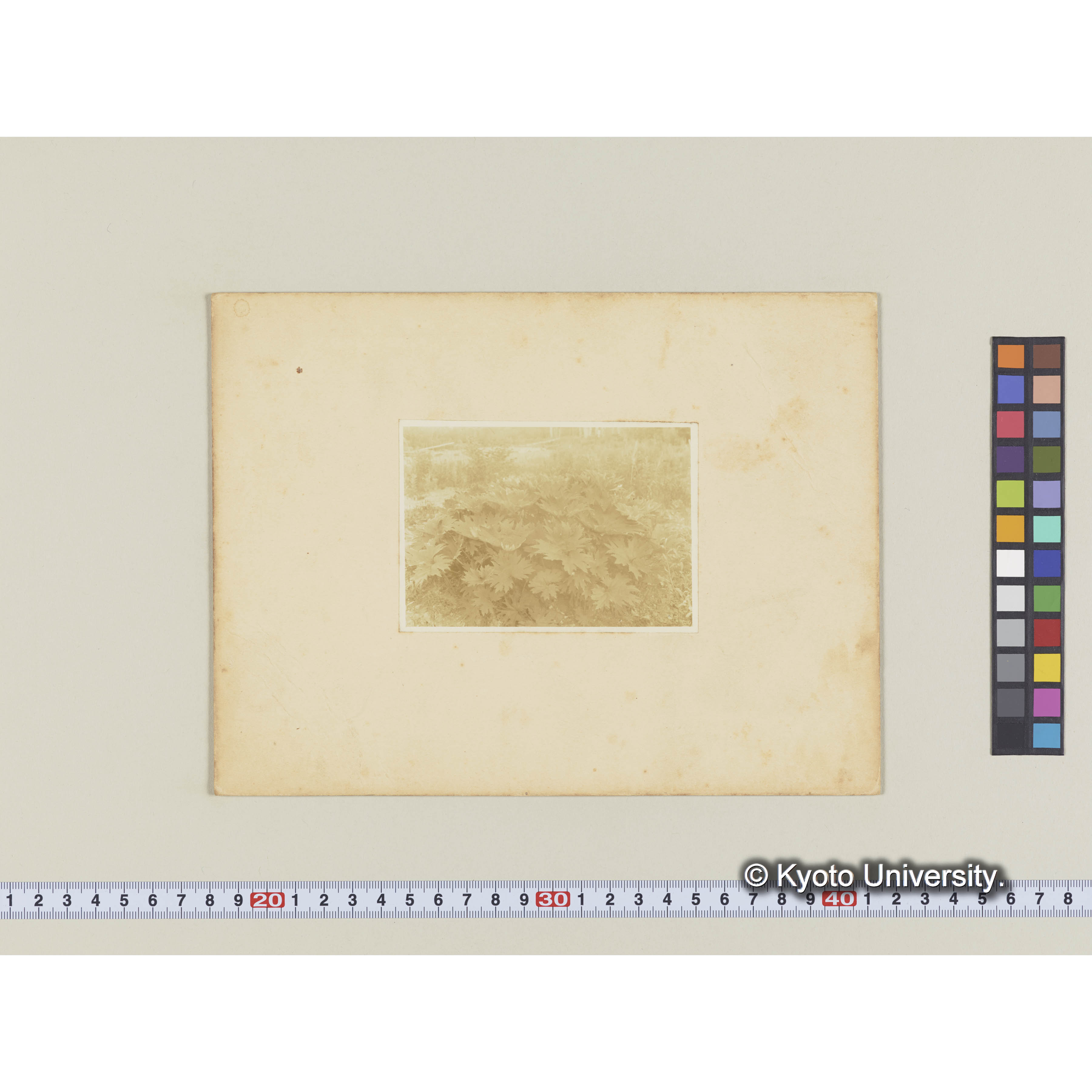 楠山。古丹岸川床に成立するホロナイブキ (2)