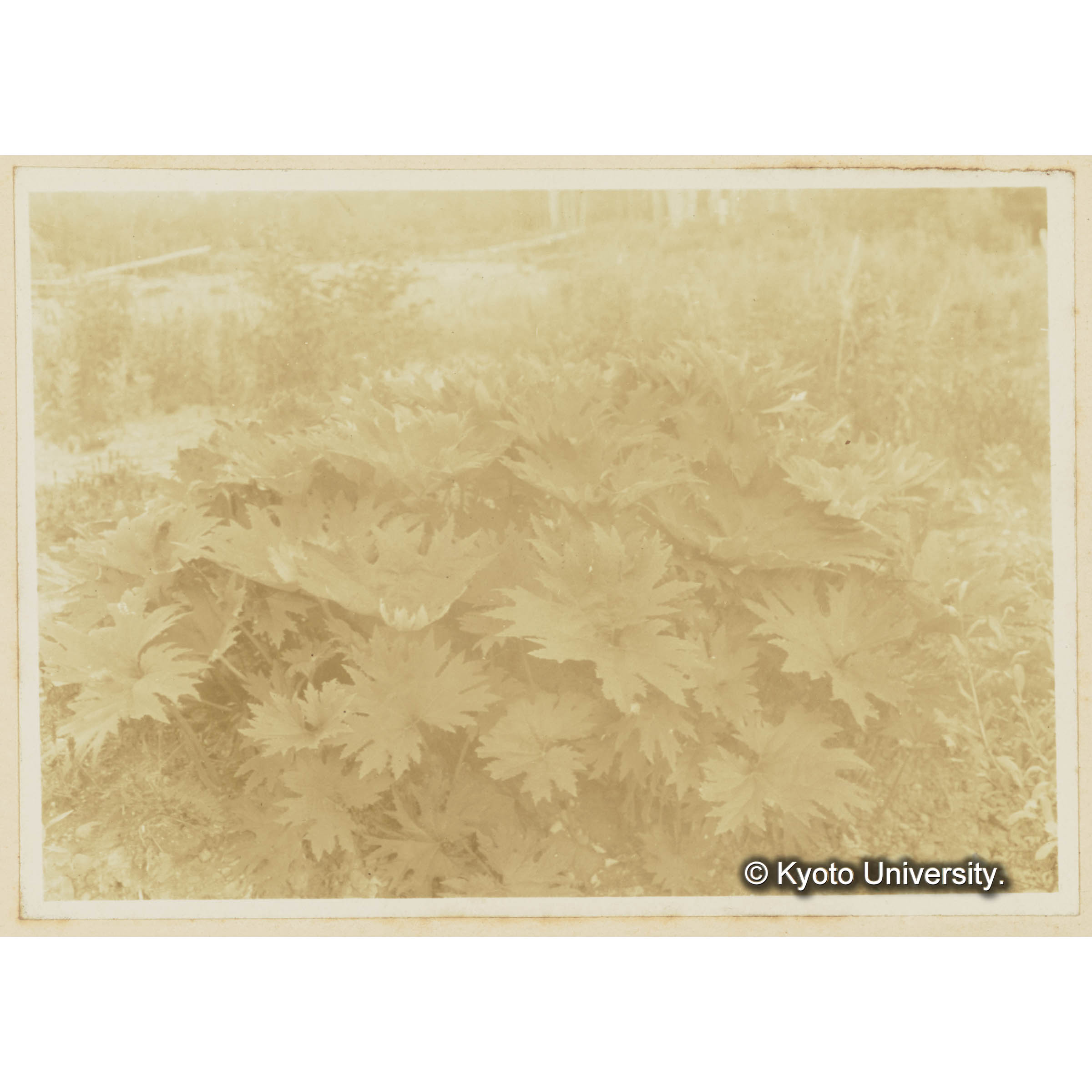 楠山。古丹岸川床に成立するホロナイブキ (3)