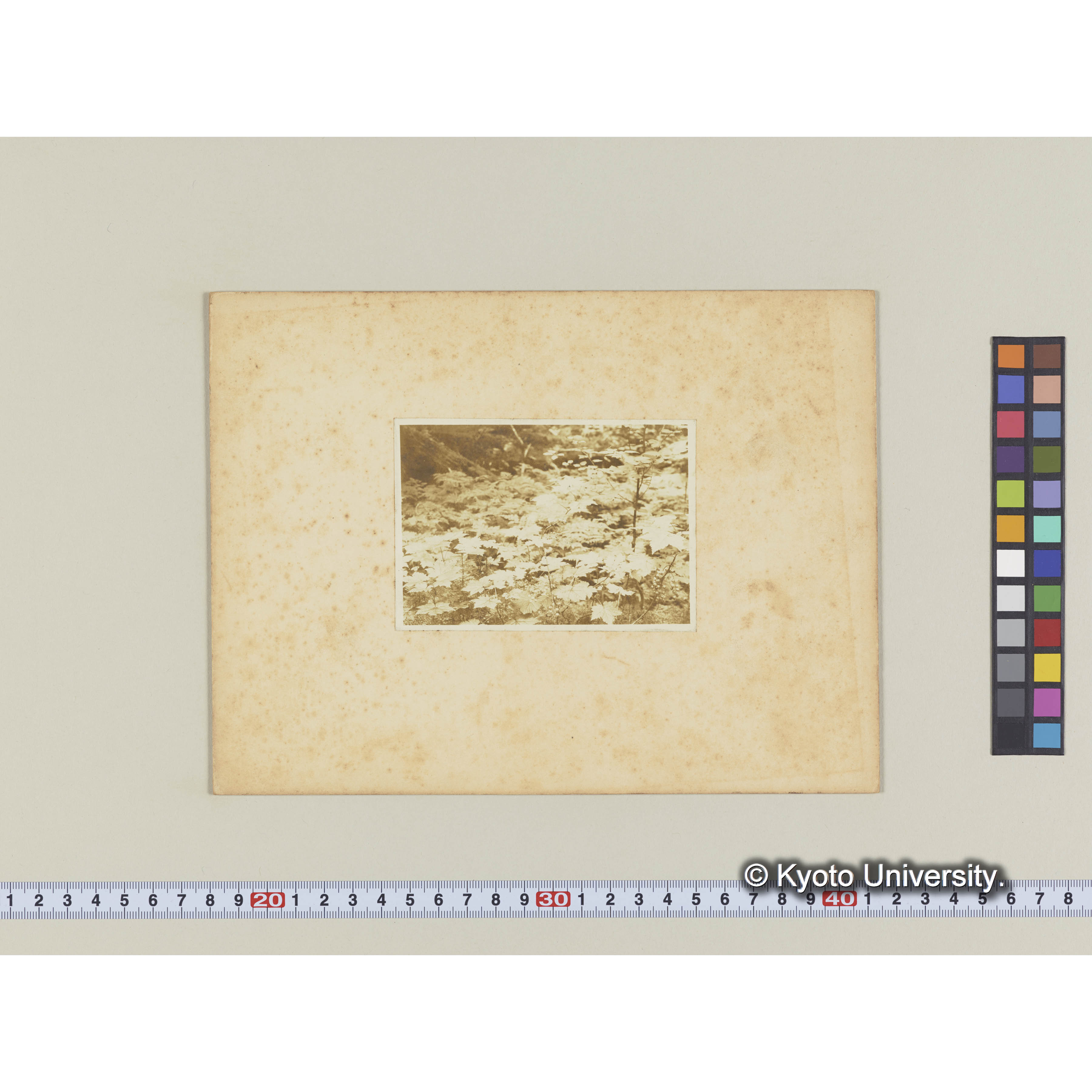 楠山。針葉樹林下のトガスグリ (1)