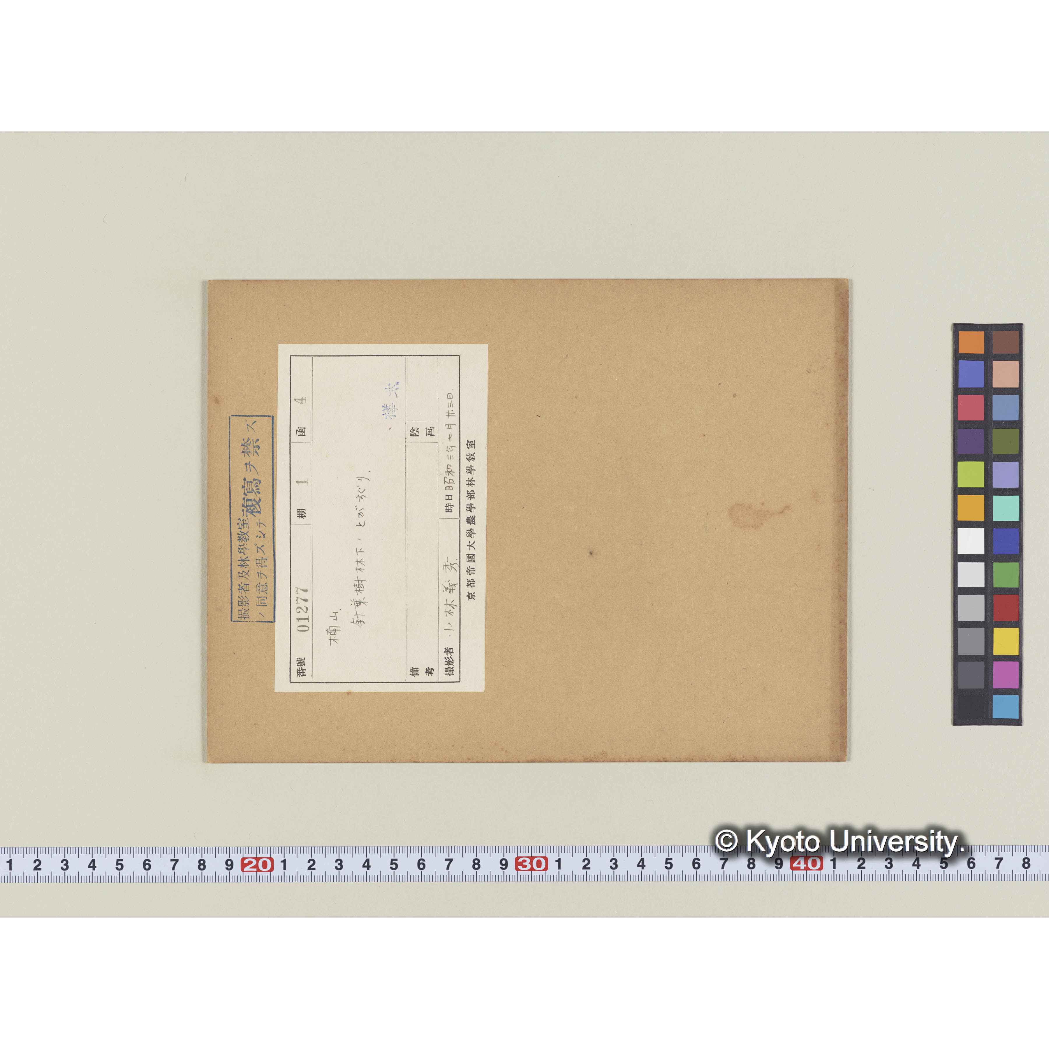 楠山。針葉樹林下のトガスグリ (2)