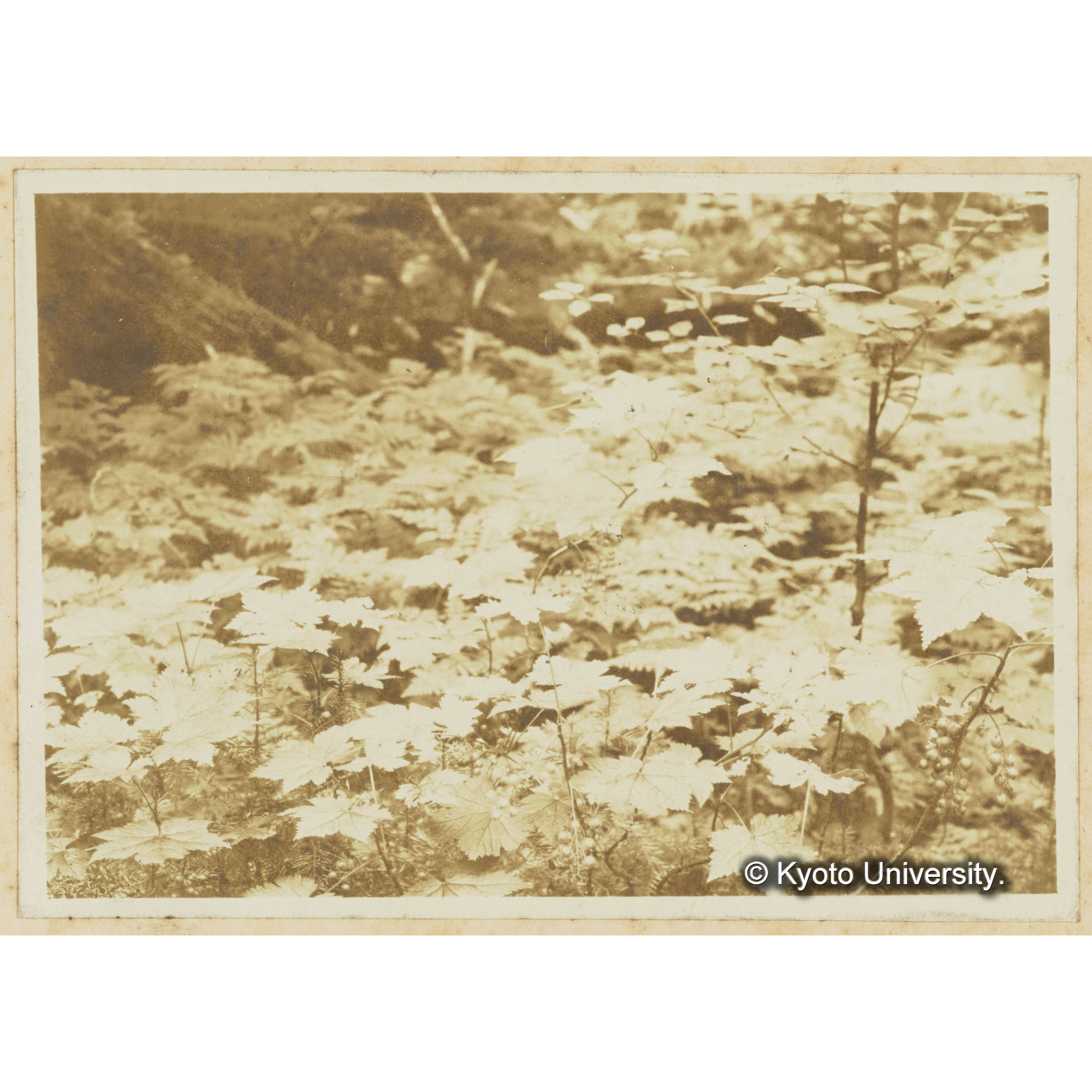 楠山。針葉樹林下のトガスグリ (3)