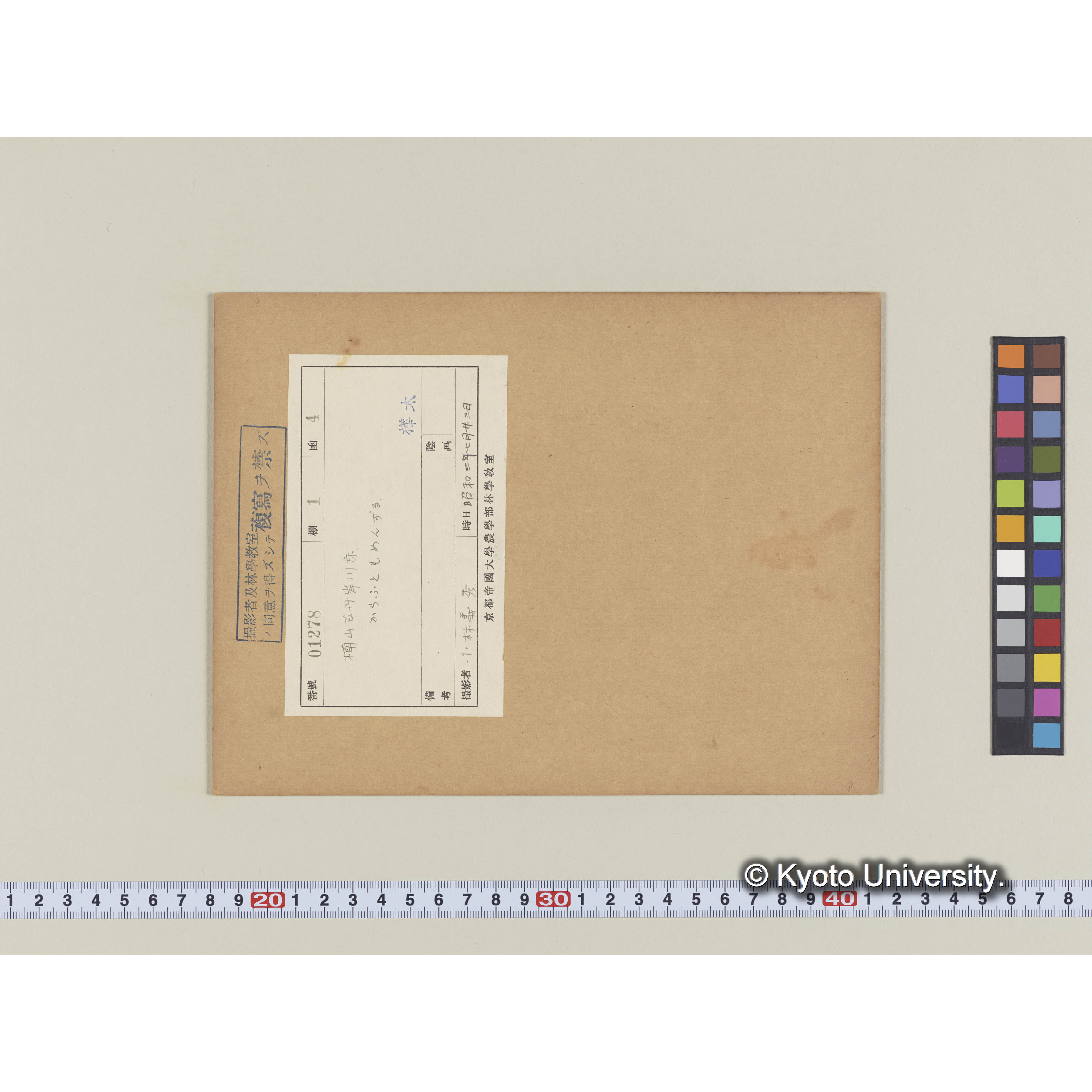 楠山古丹岸川床。カラフトモメンズル (1)