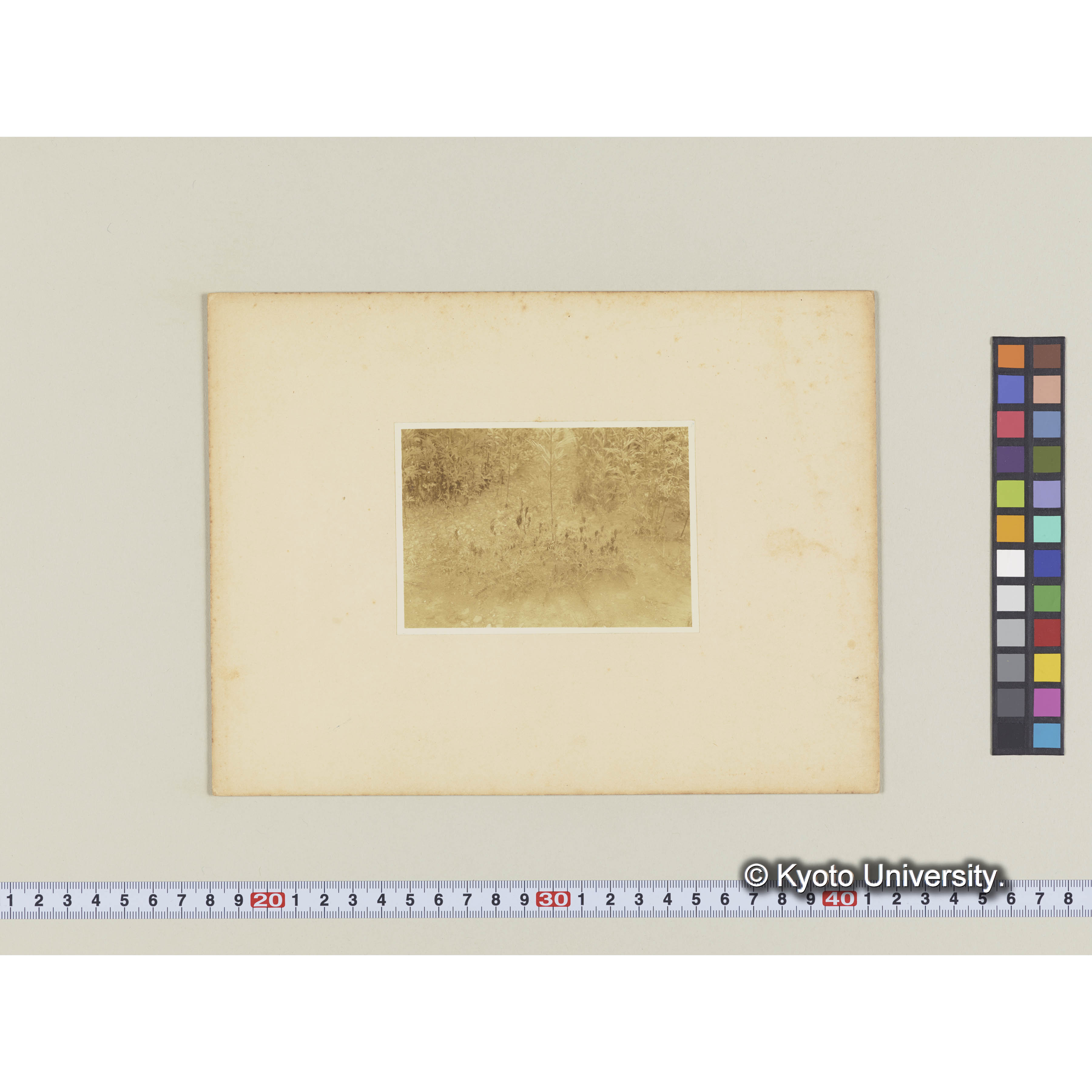 楠山古丹岸川床。カラフトモメンズル (2)