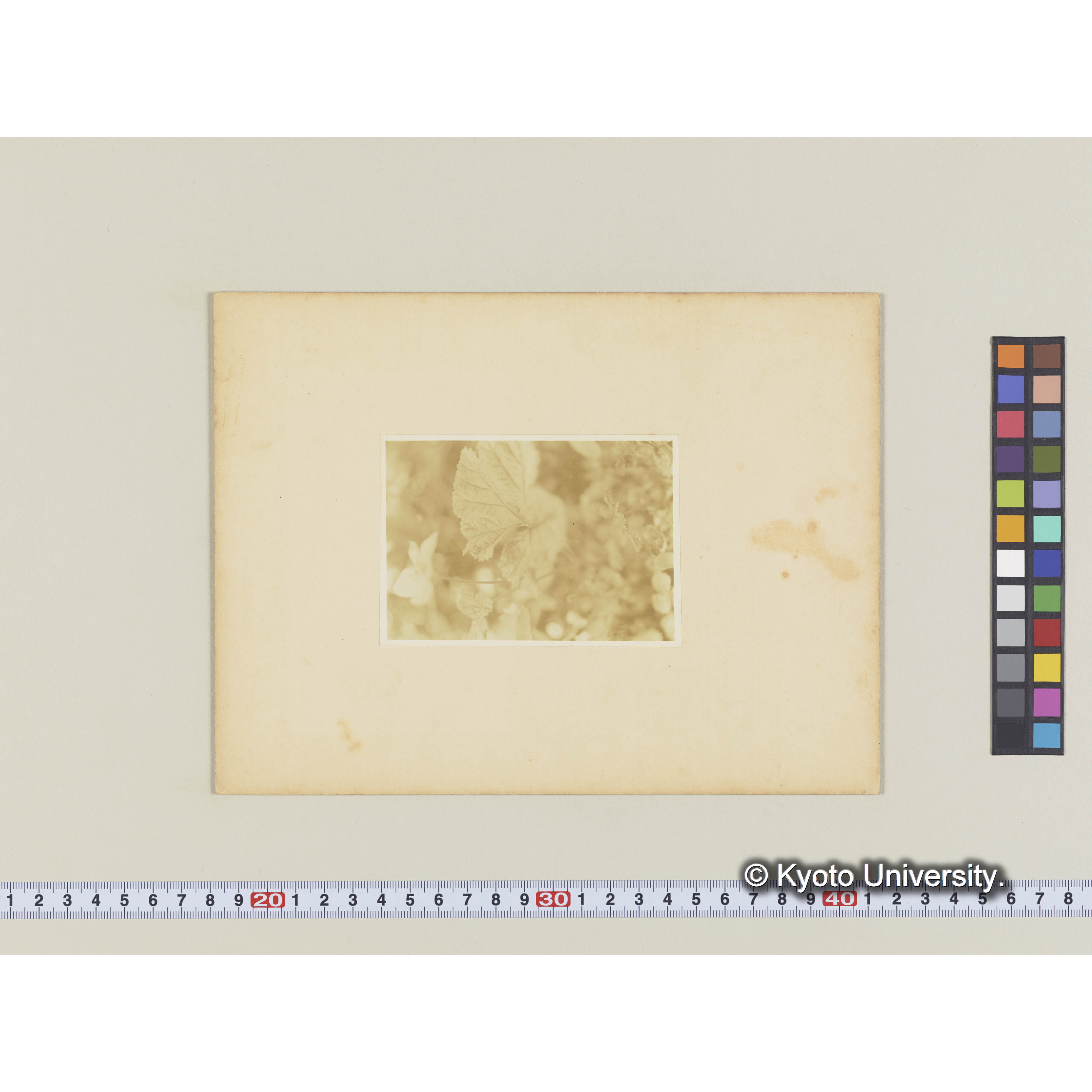 楠山。ホロムイイチゴ (1)