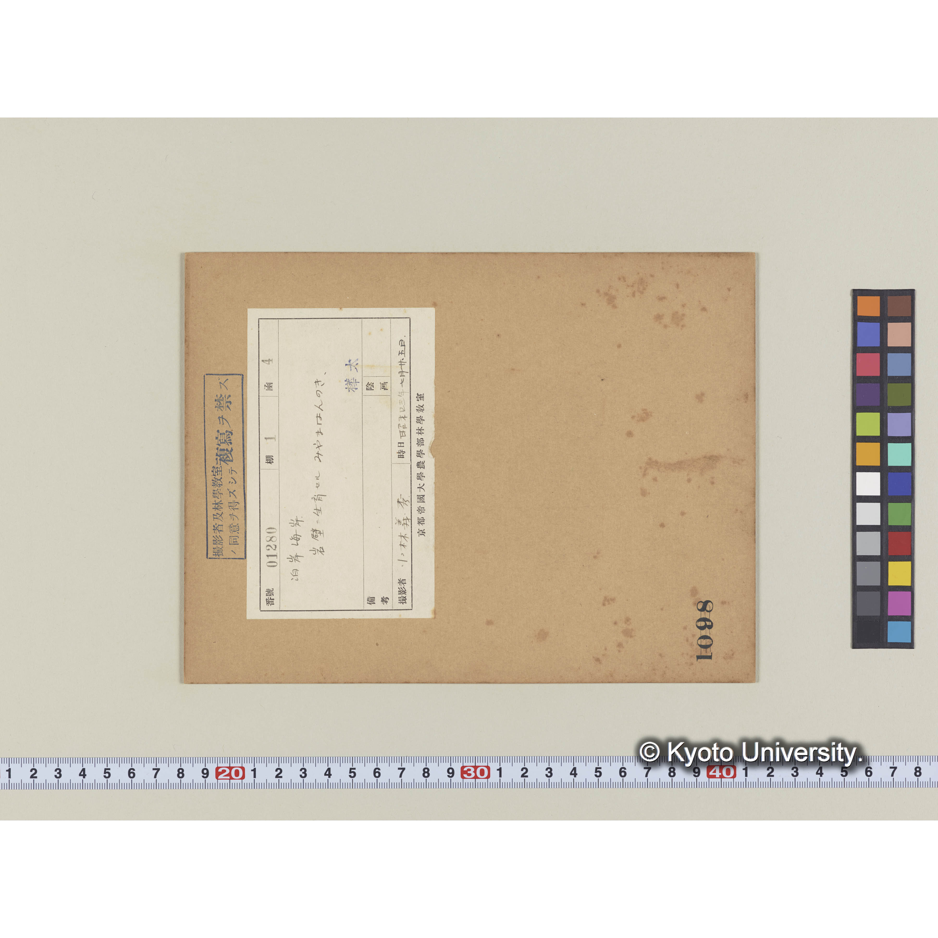 泊岸海岸。岸壁に成育するミヤマハンノキ (1)