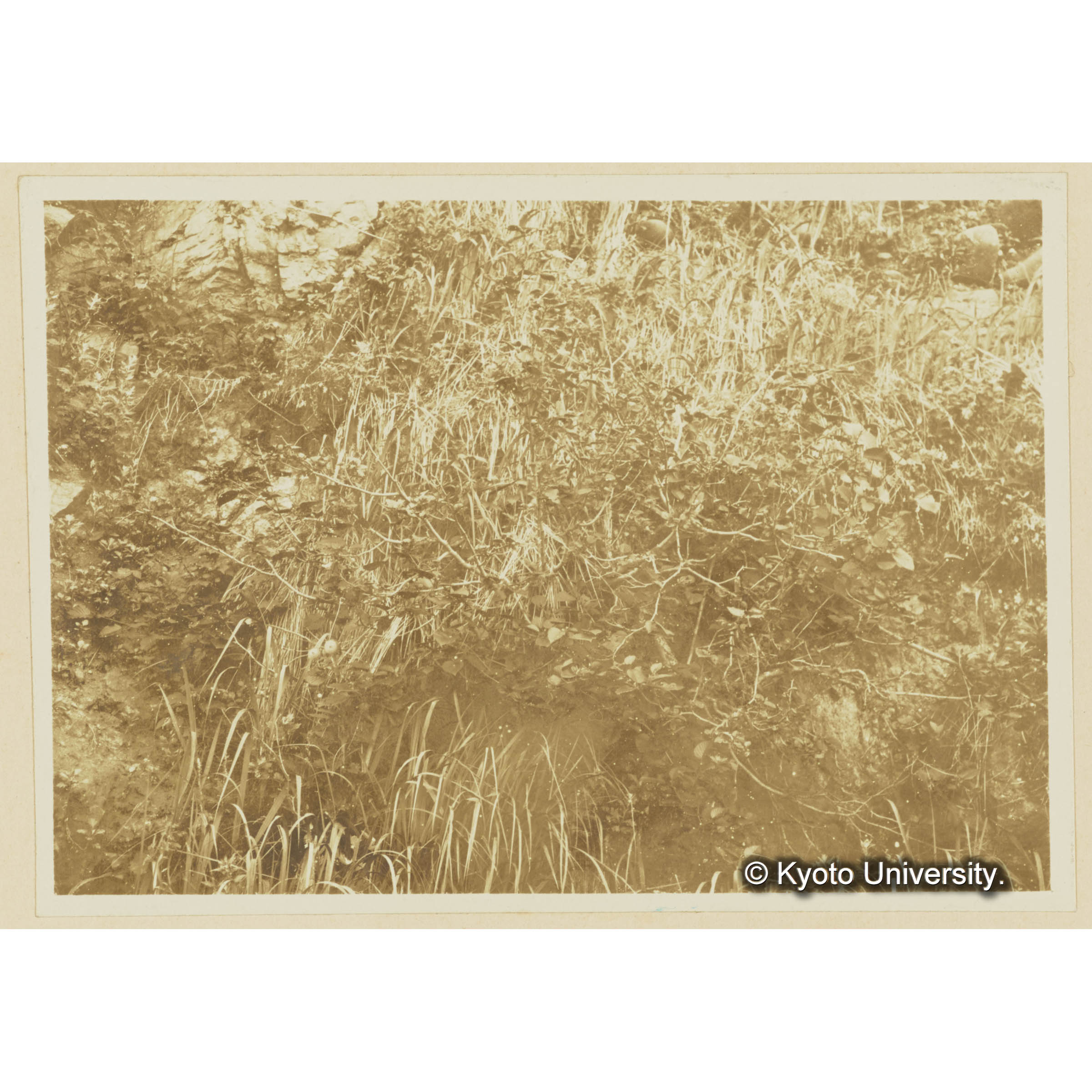 泊岸海岸。岸壁に成育するミヤマハンノキ (3)