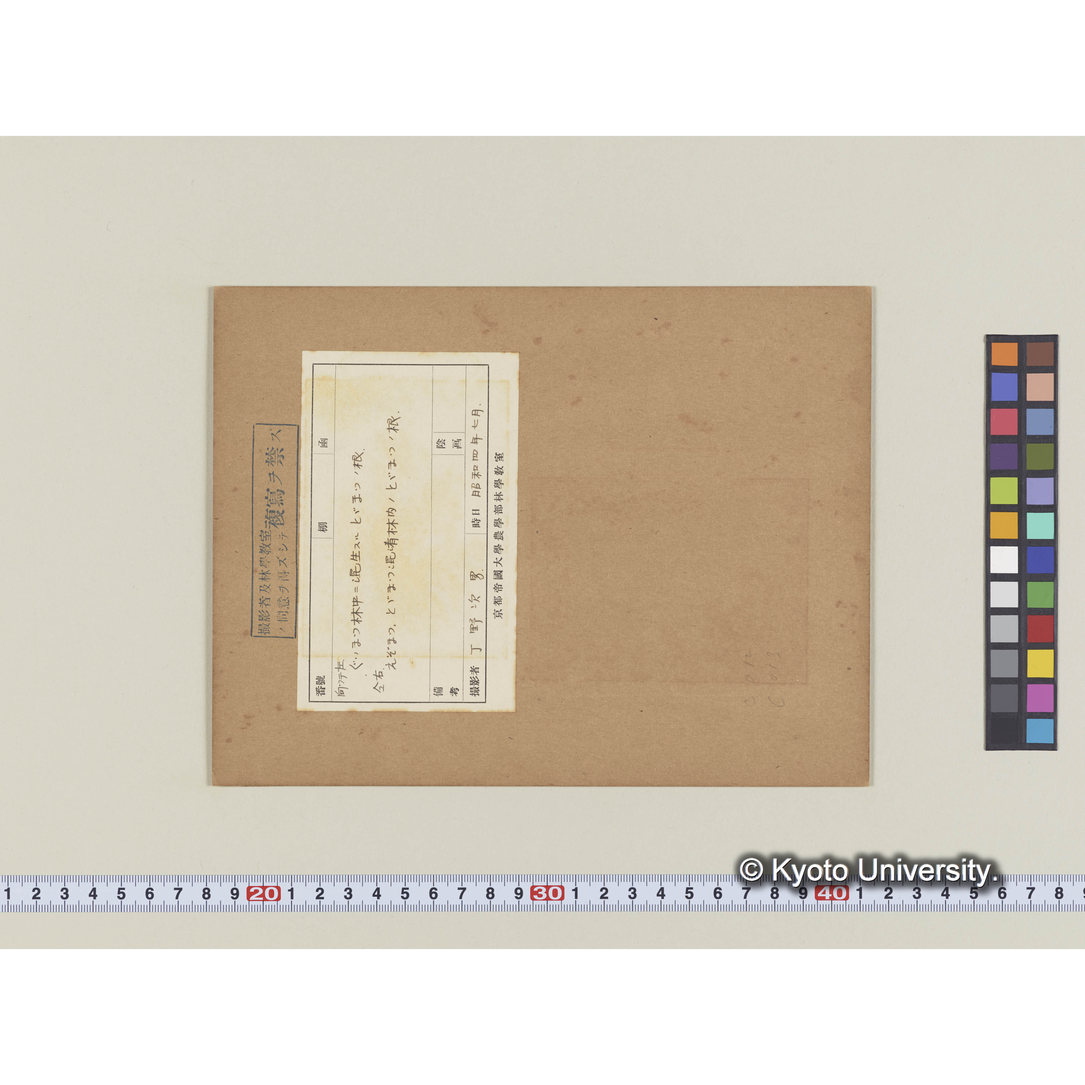 グイマツ中に混生せるトドの根 (1)