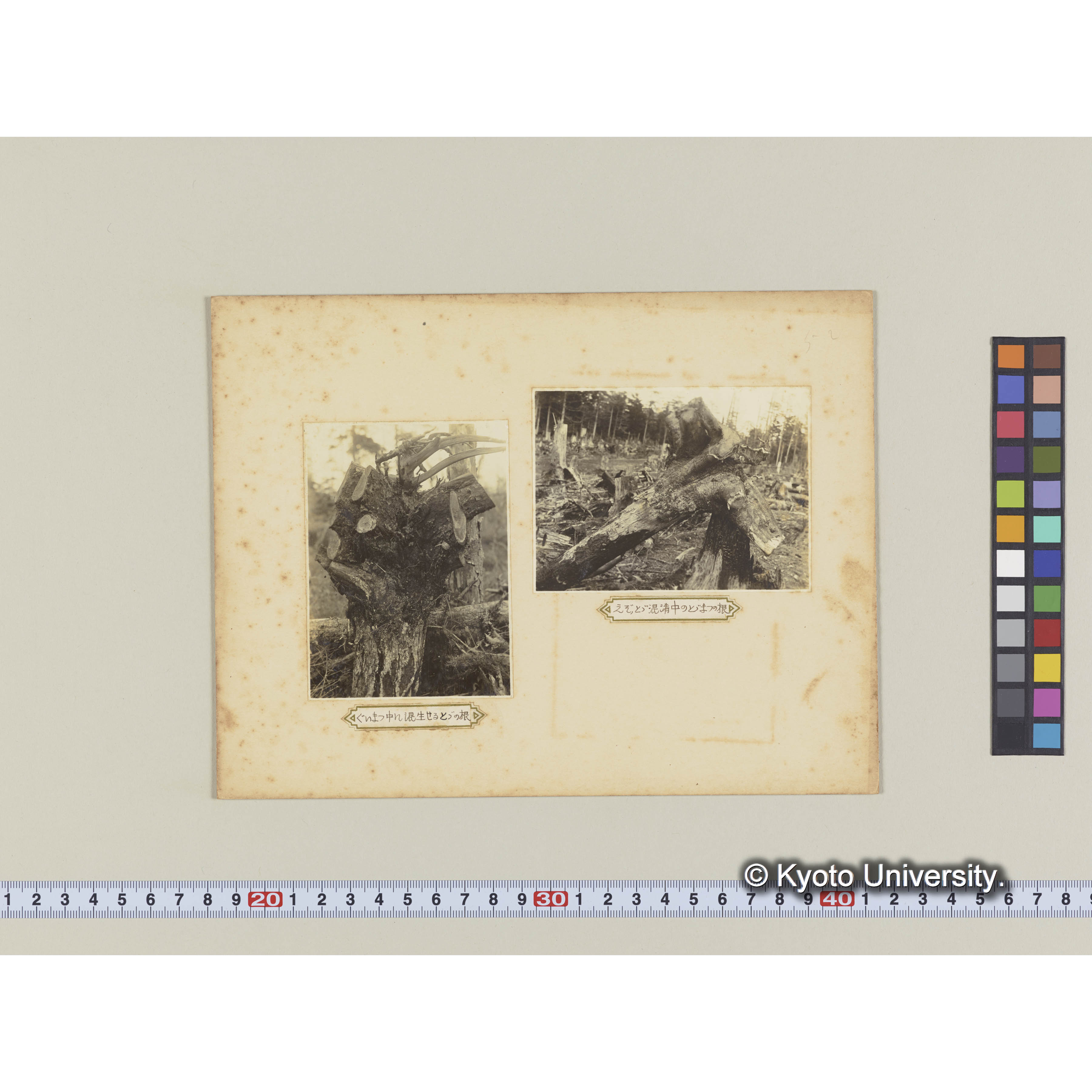 グイマツ中に混生せるトドの根 (2)