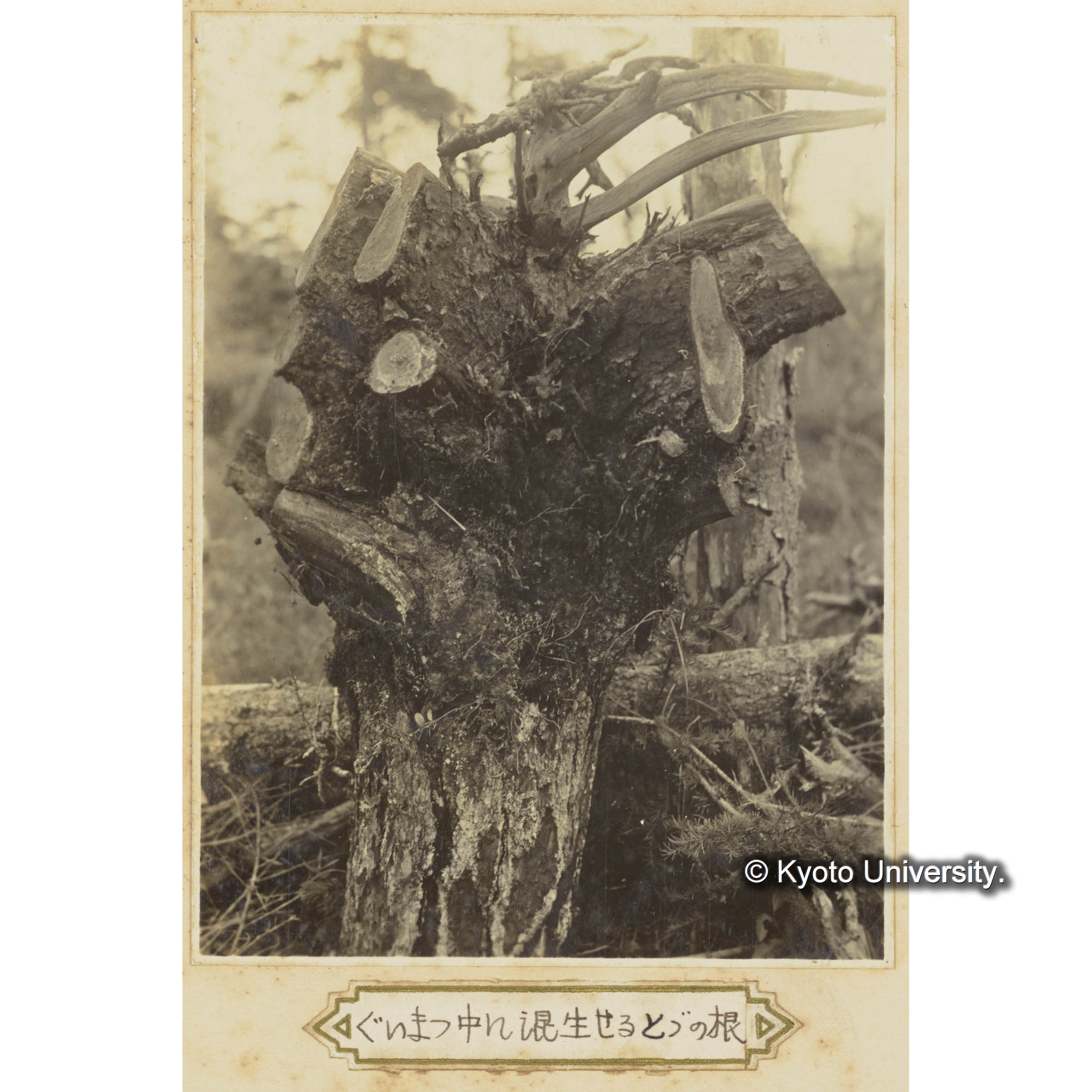 グイマツ中に混生せるトドの根 (3)