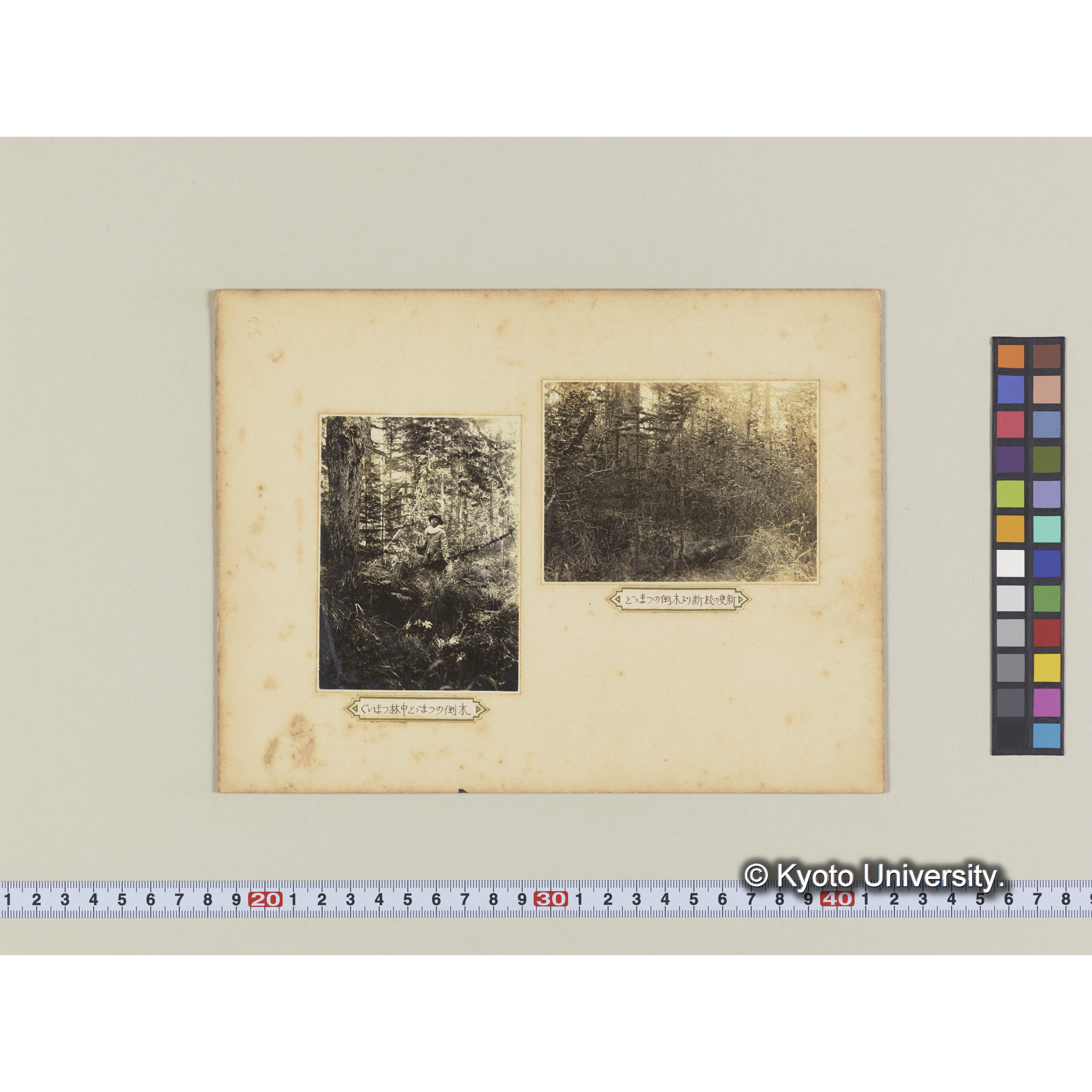 グイマツ林中トドマツの倒木 (1)