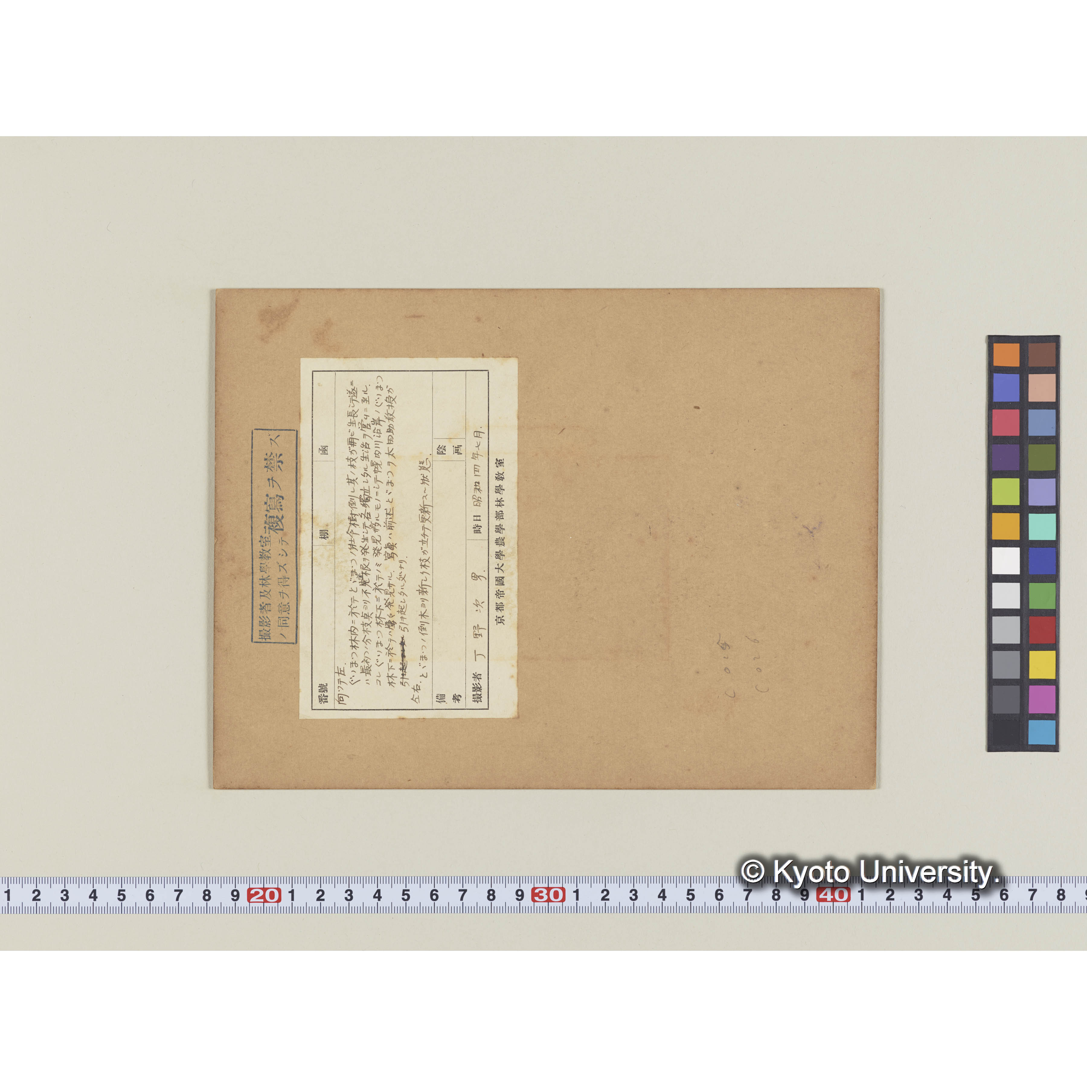 グイマツ林中トドマツの倒木 (2)