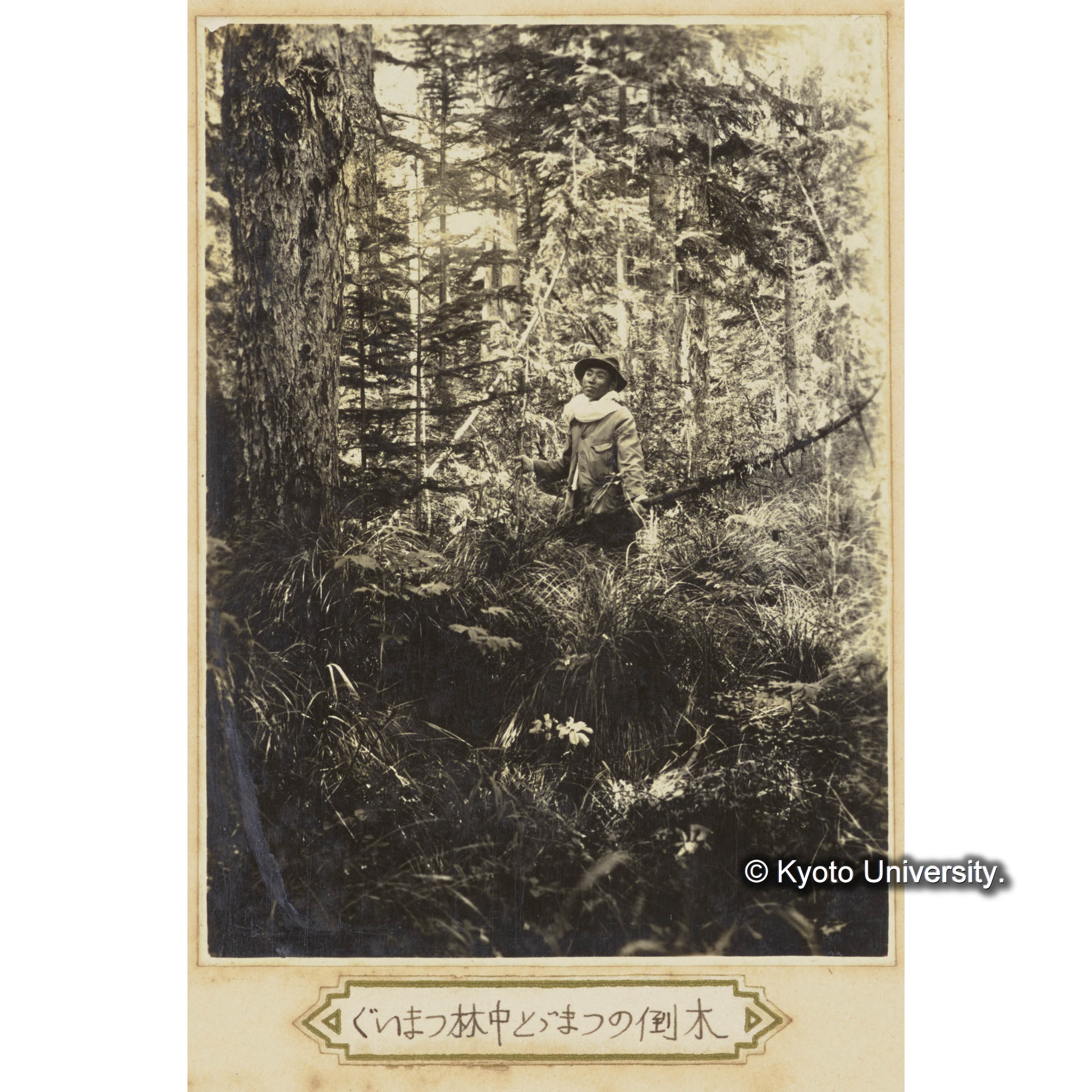 グイマツ林中トドマツの倒木 (3)