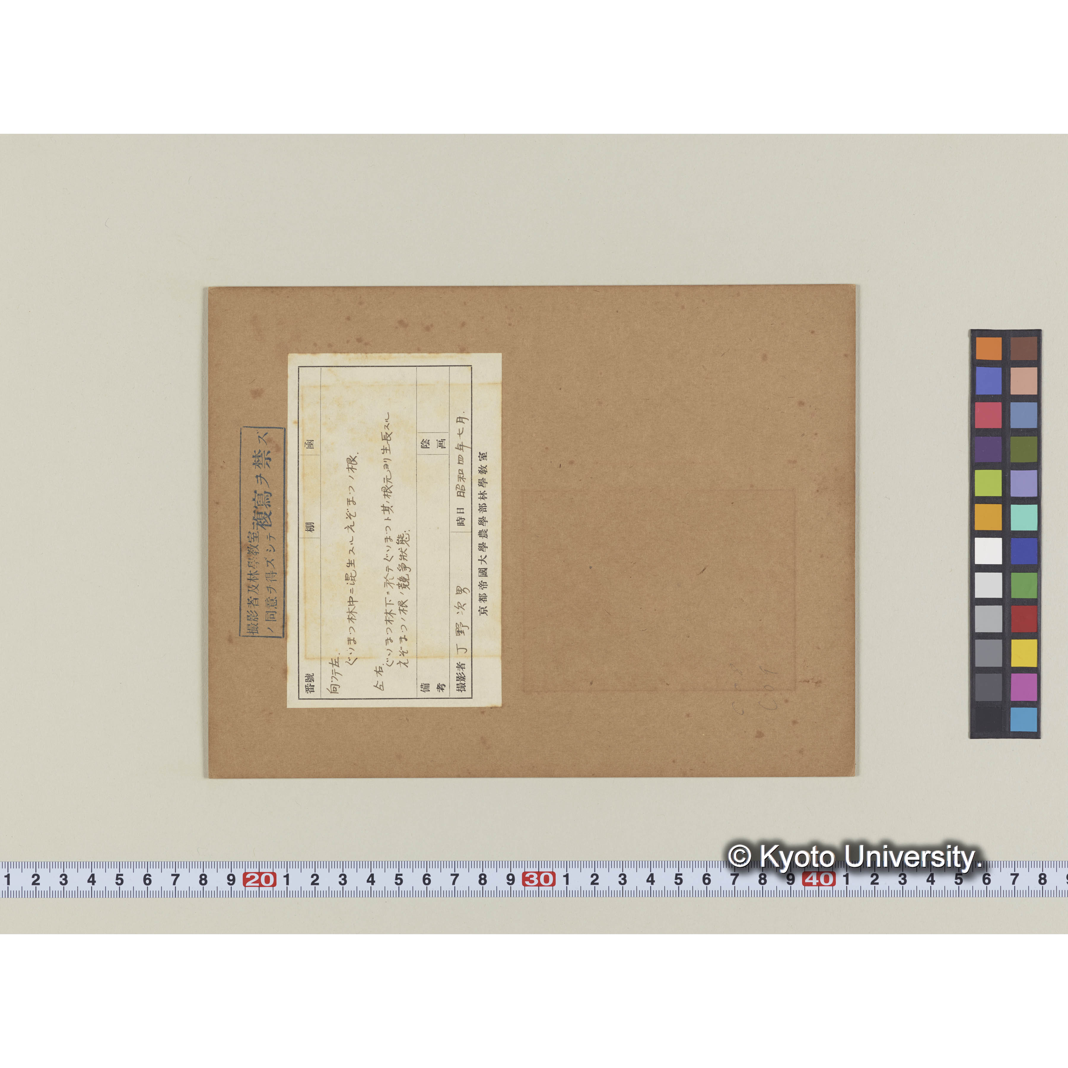 グイマツ林中に混生せるエゾマツの根 (1)