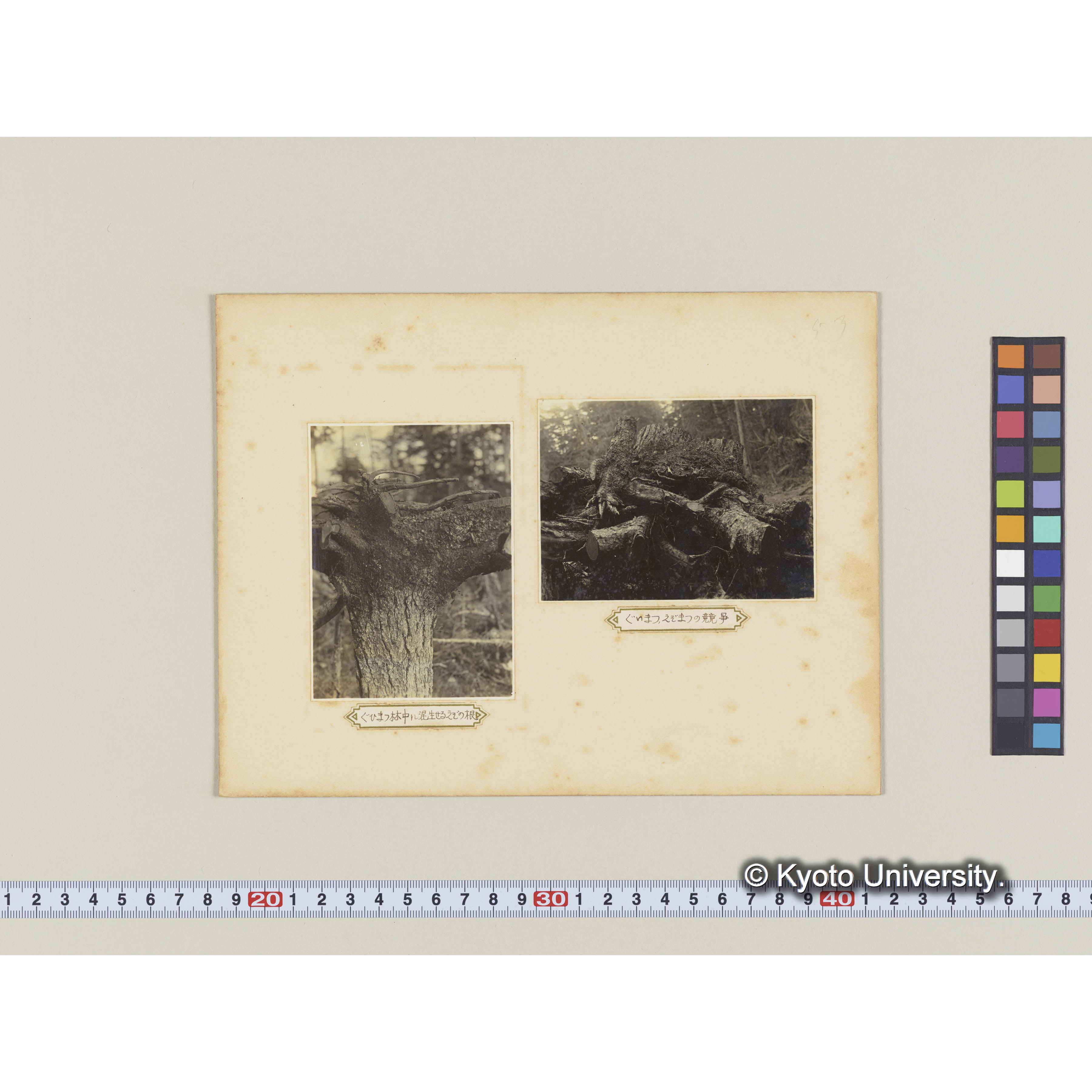 グイマツ林中に混生せるエゾマツの根 (2)