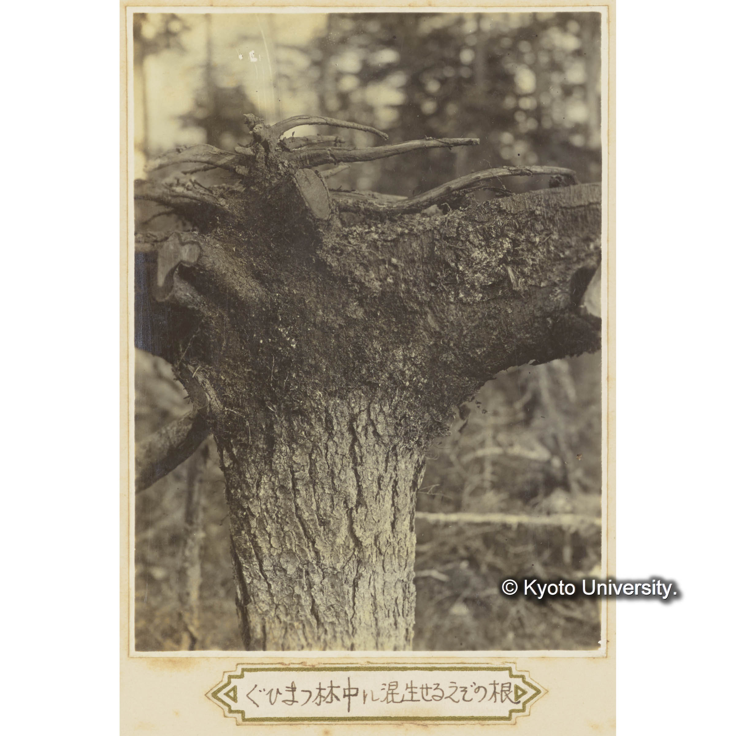 グイマツ林中に混生せるエゾマツの根 (3)