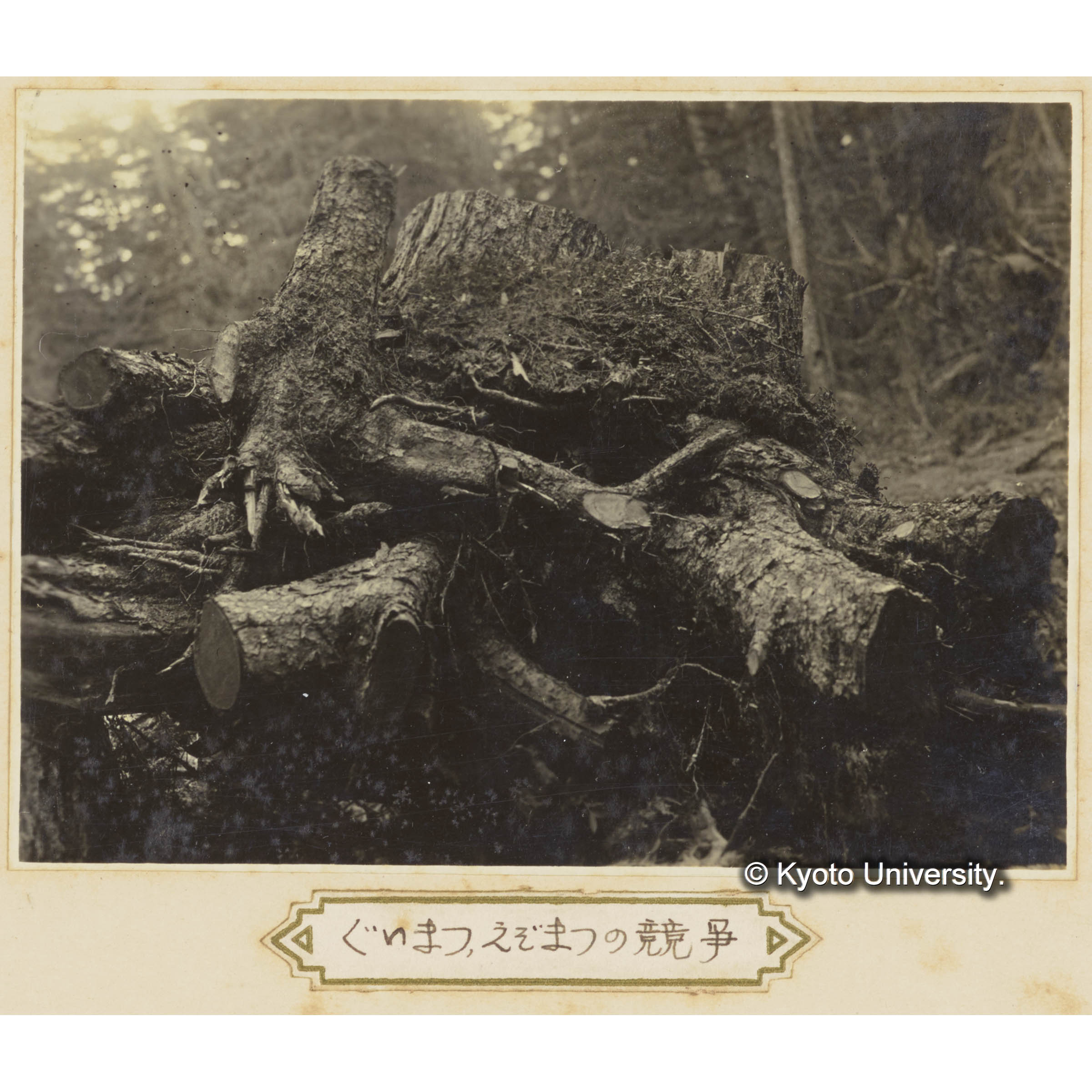 グイマツ、エゾマツの競争 (1)