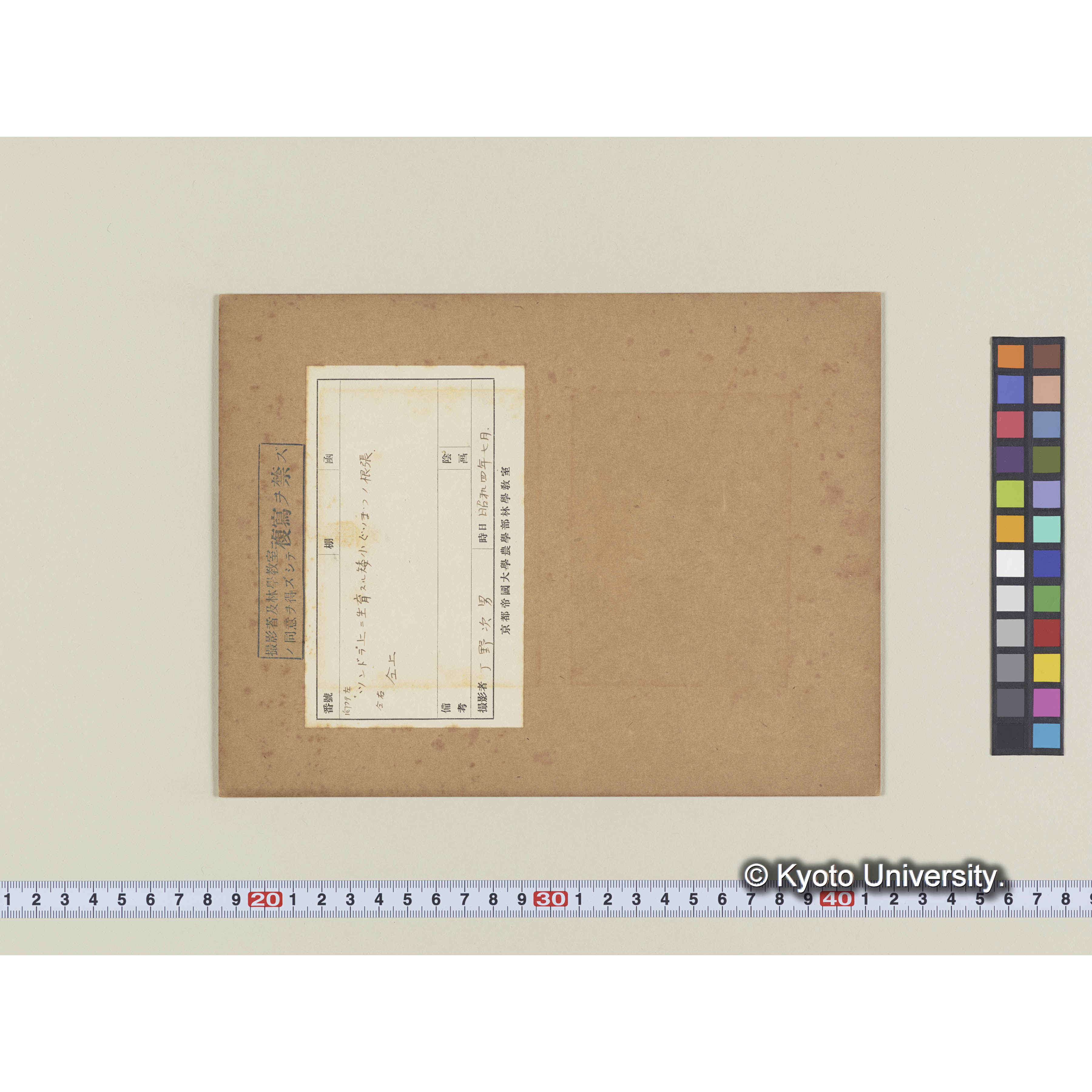 ツンドラ上に生育する矮小グイマツの根張 (1)