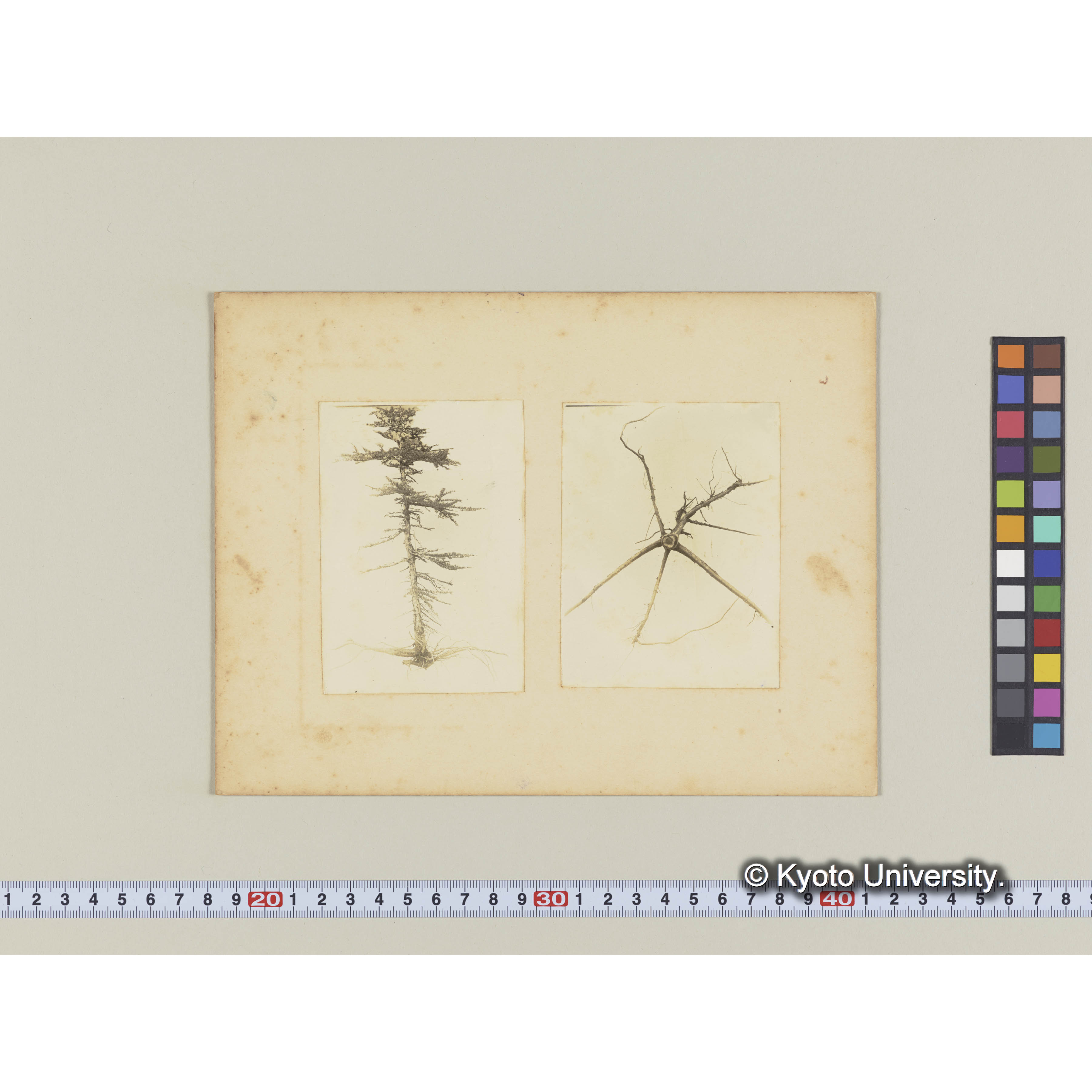 ツンドラ上に生育する矮小グイマツの根張 (2)