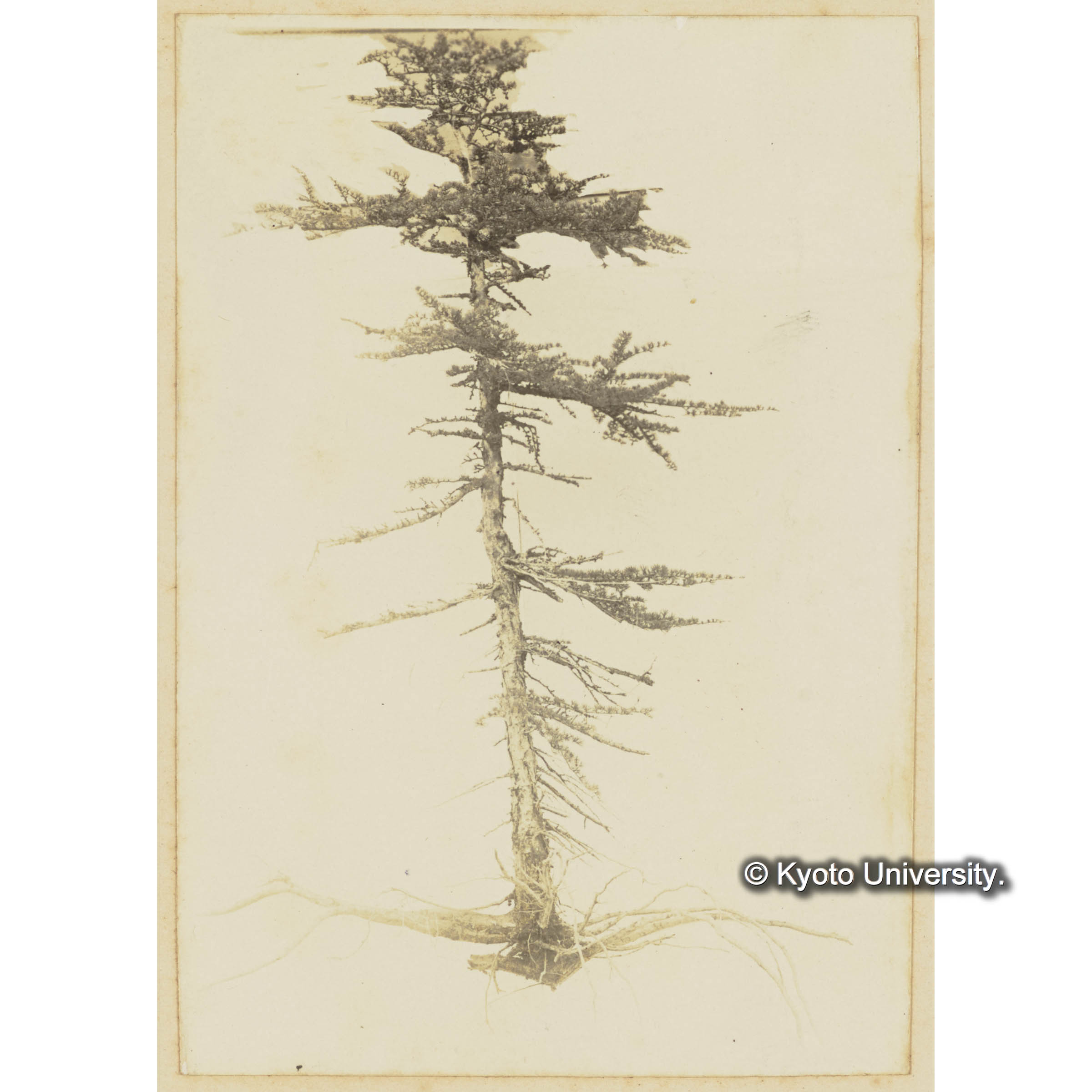 ツンドラ上に生育する矮小グイマツの根張 (3)