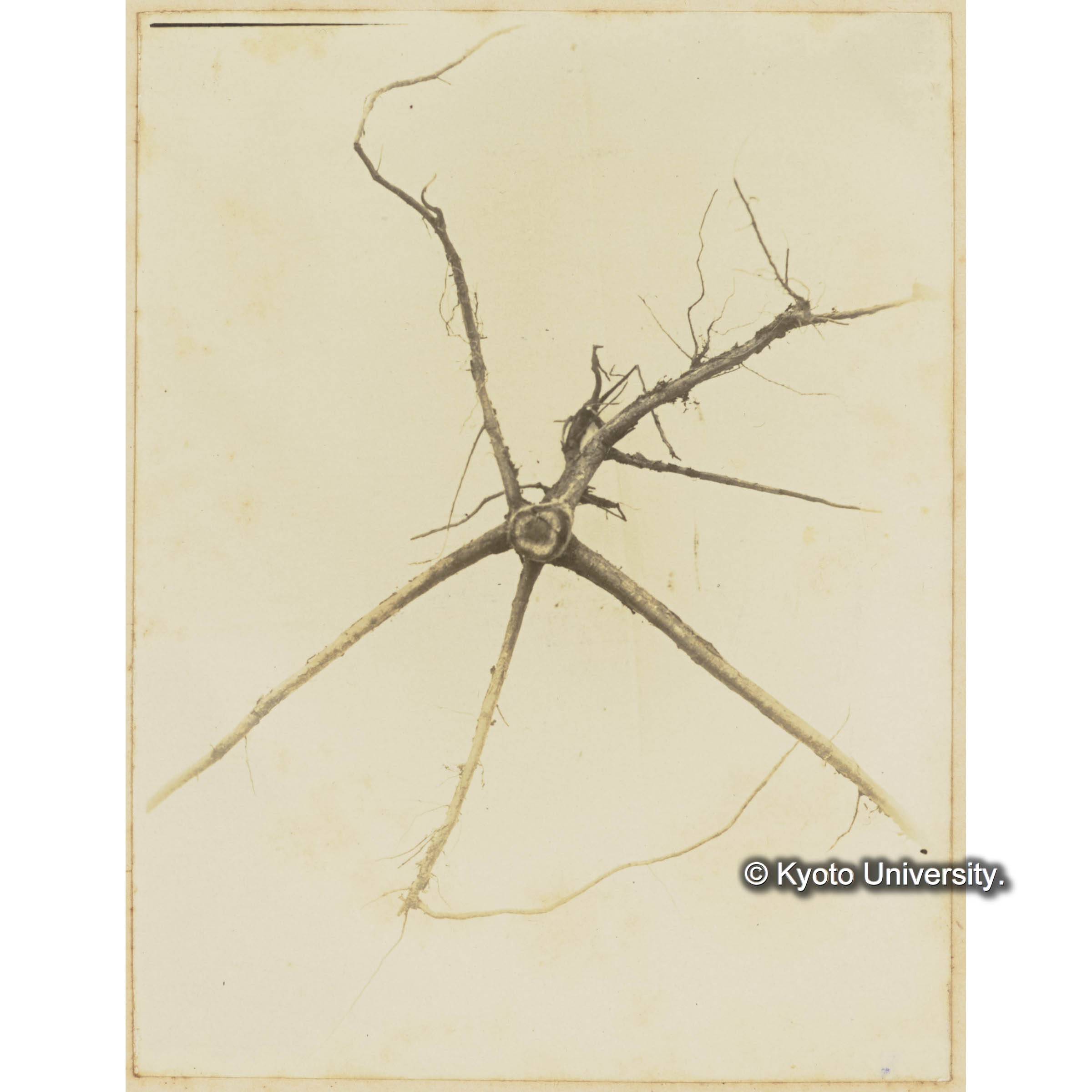 ツンドラ上に生育する矮小グイマツの根張 (1)