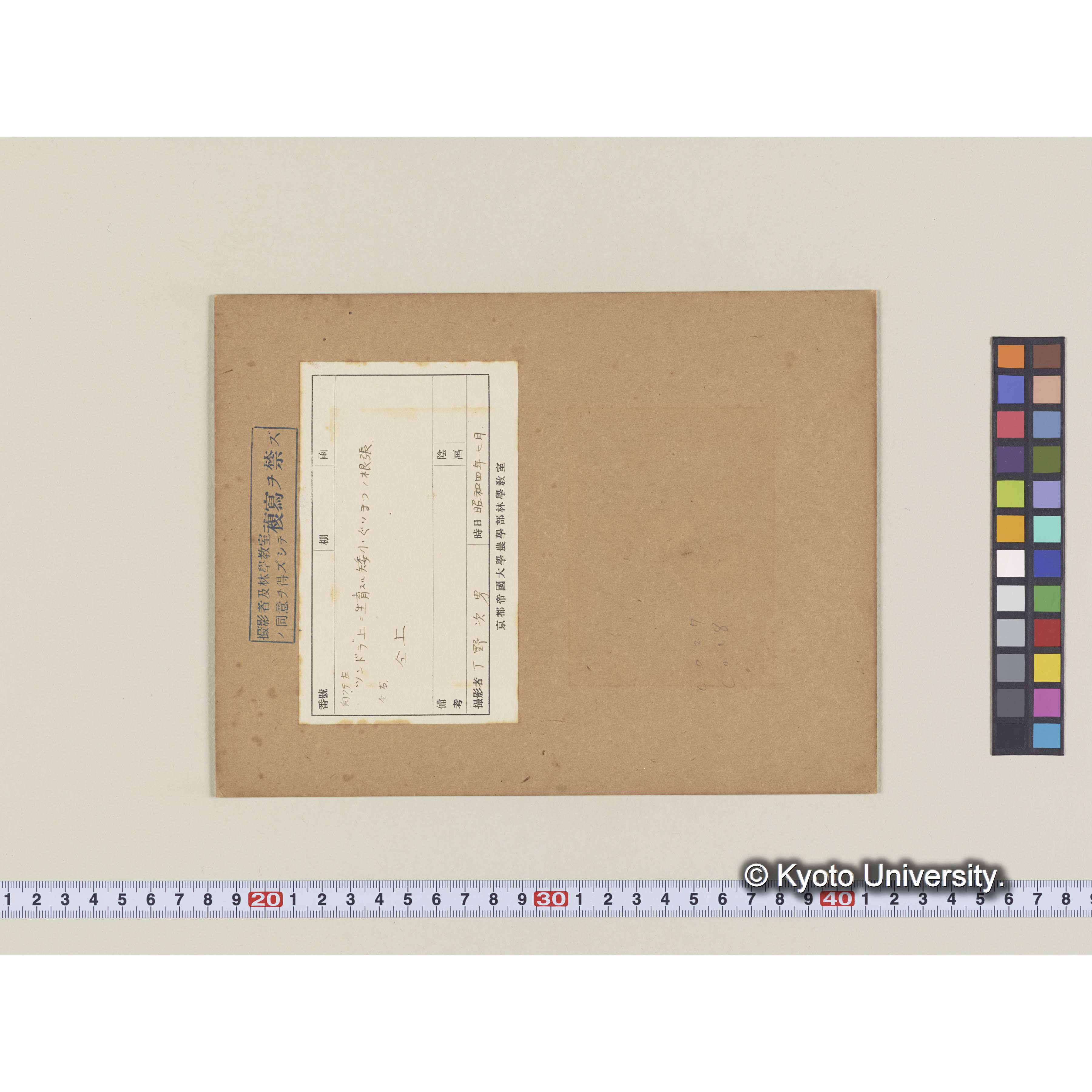 ツンドラ上に生育する矮小グイマツの根張 (1)