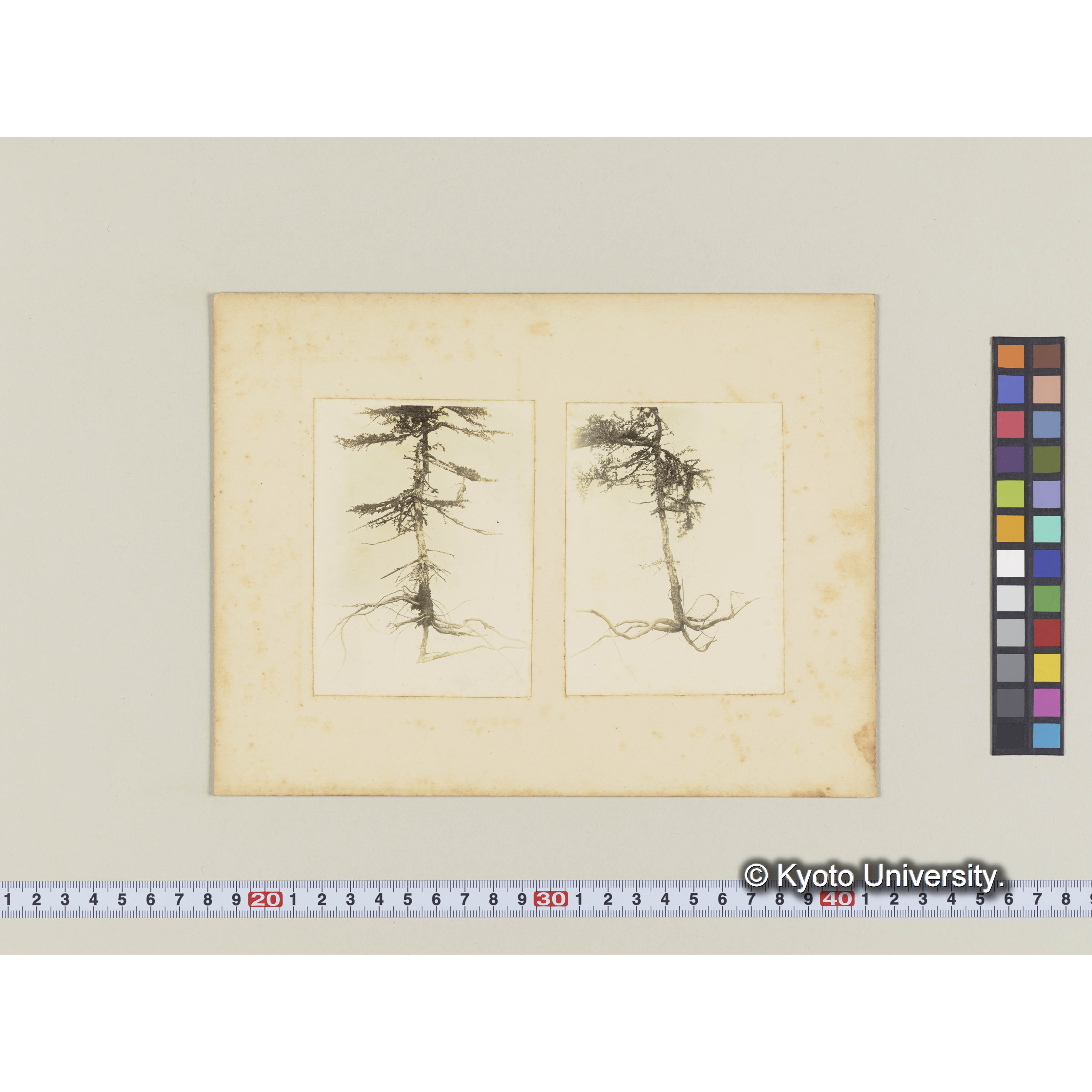 ツンドラ上に生育する矮小グイマツの根張 (2)